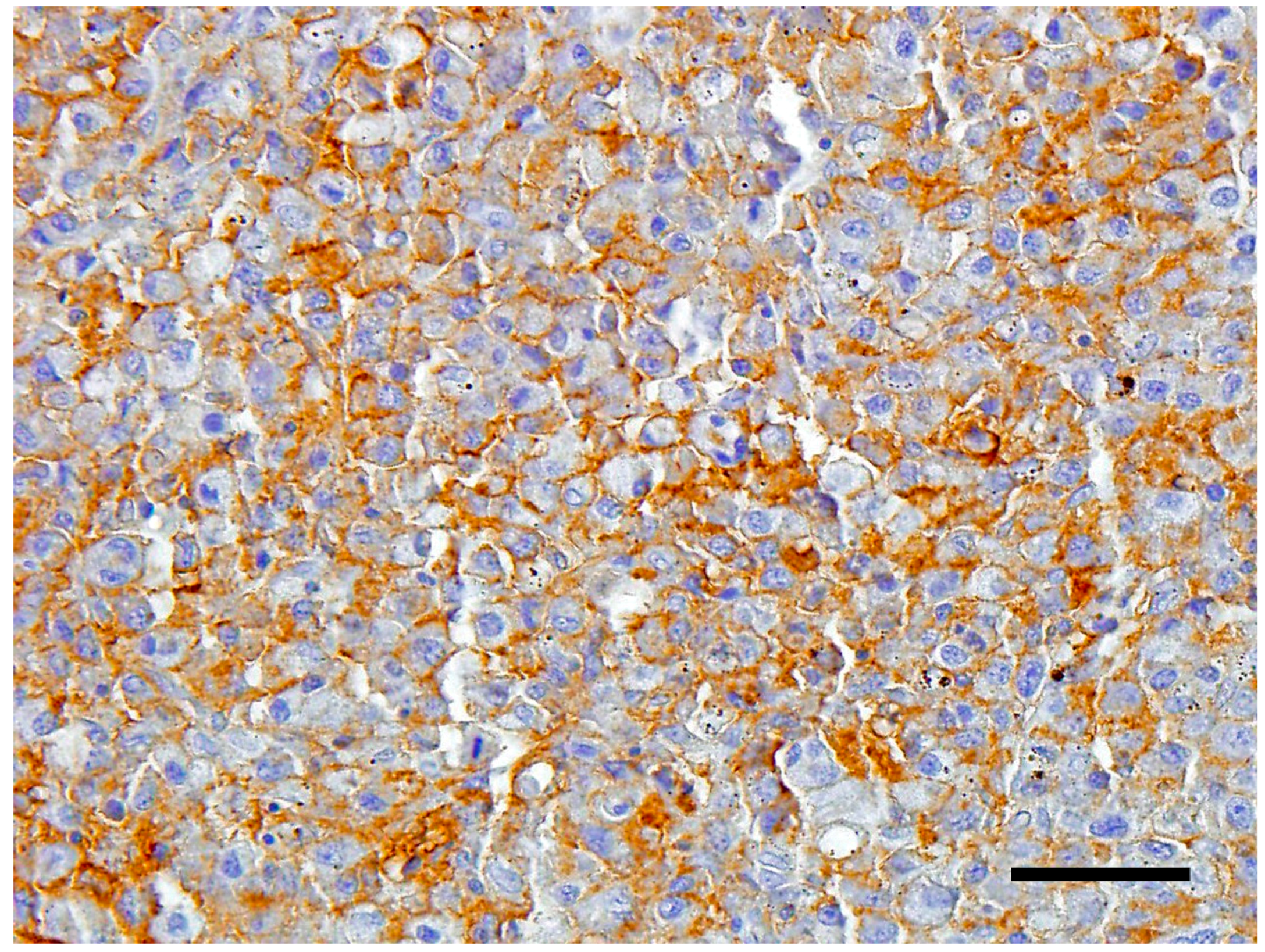 Vetsci 05 00009 g004 Vetsci 05 00009 g004