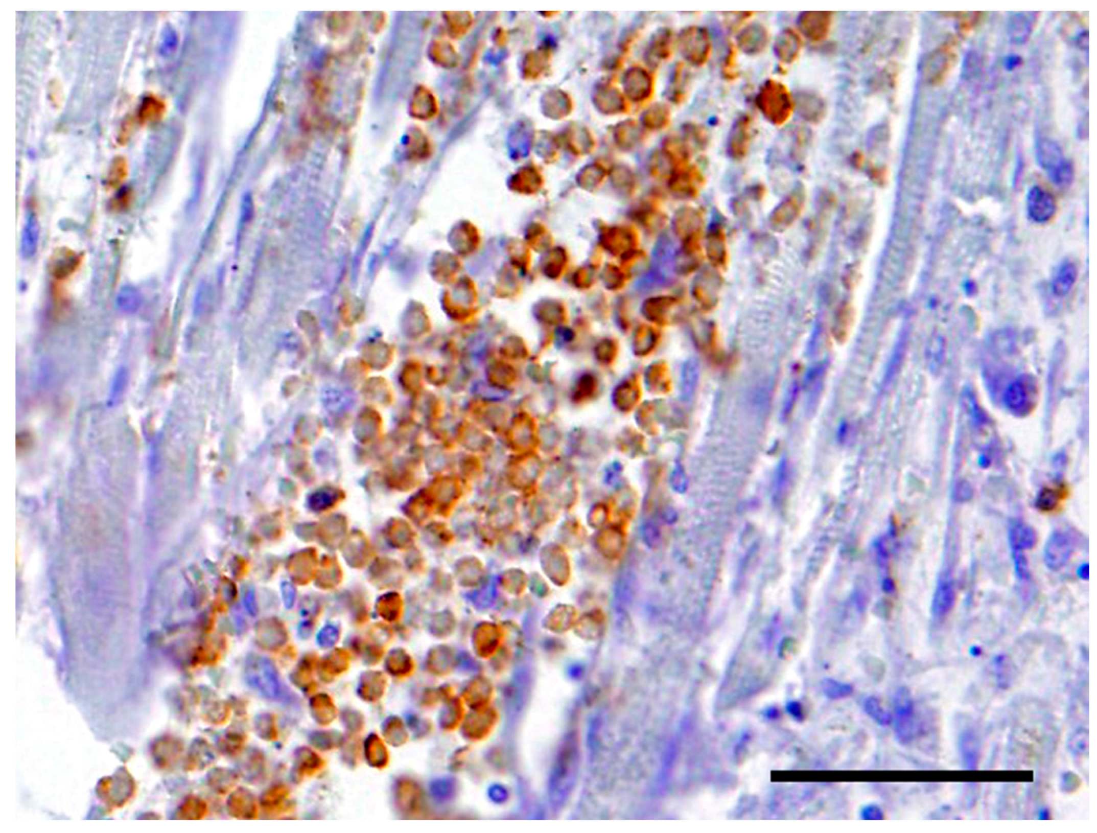 Vetsci 05 00010 g003