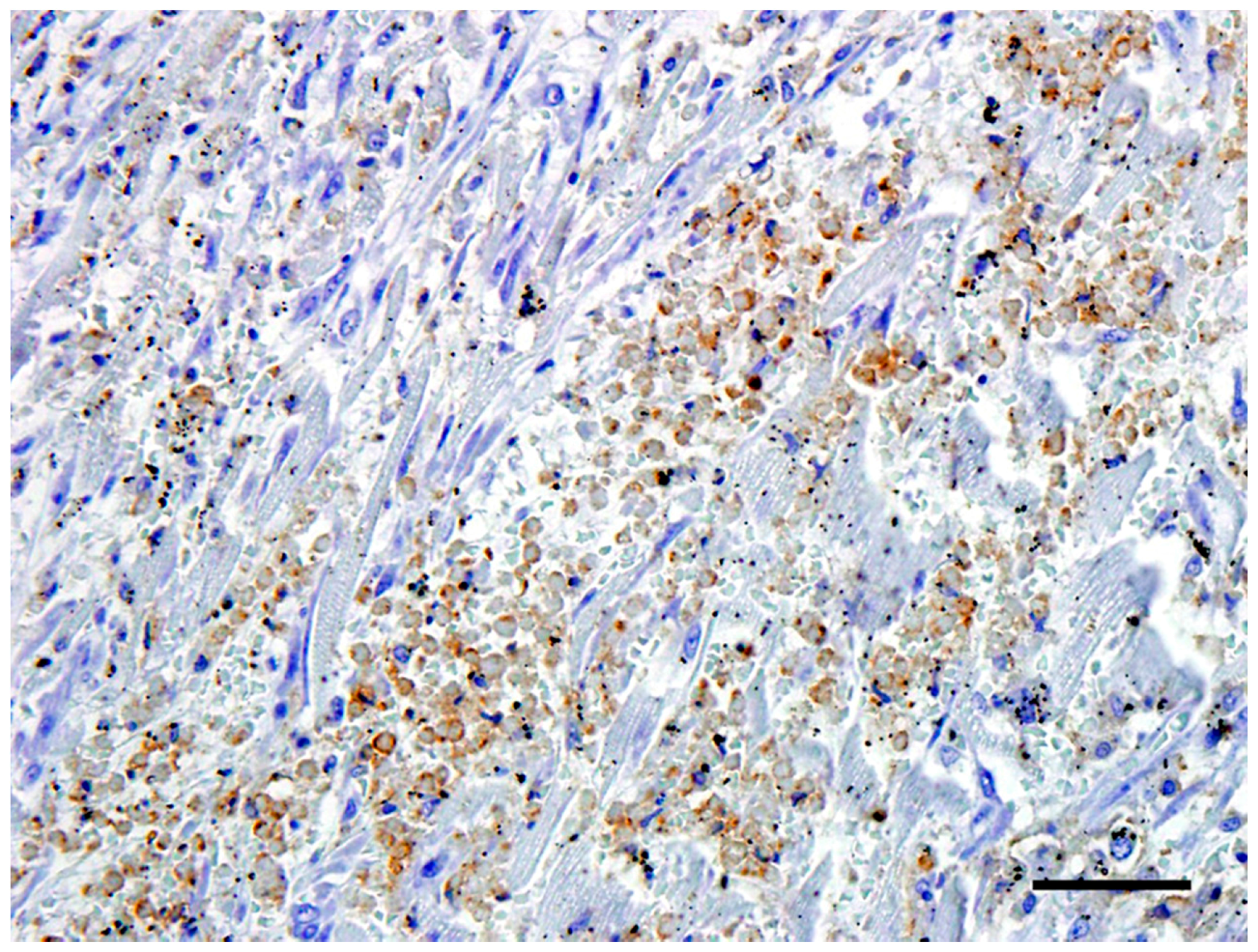 Vetsci 05 00010 g004