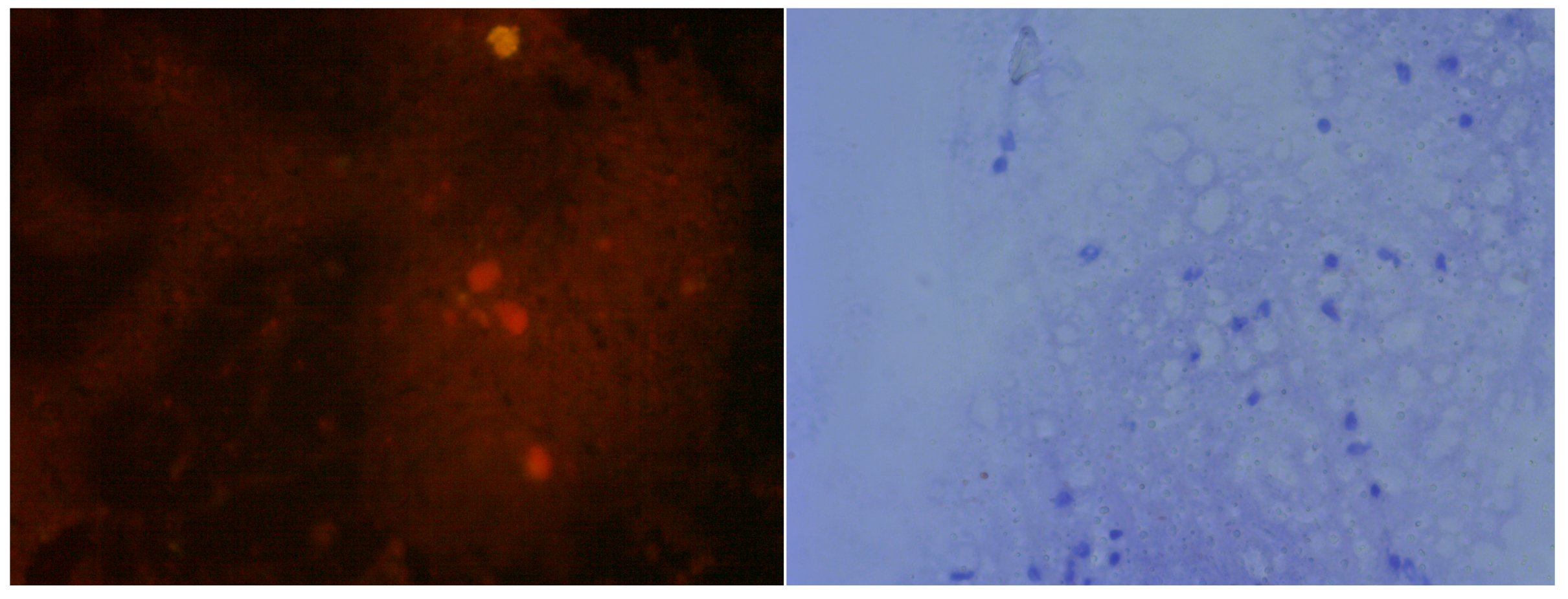 Vetsci 05 00024 g001a