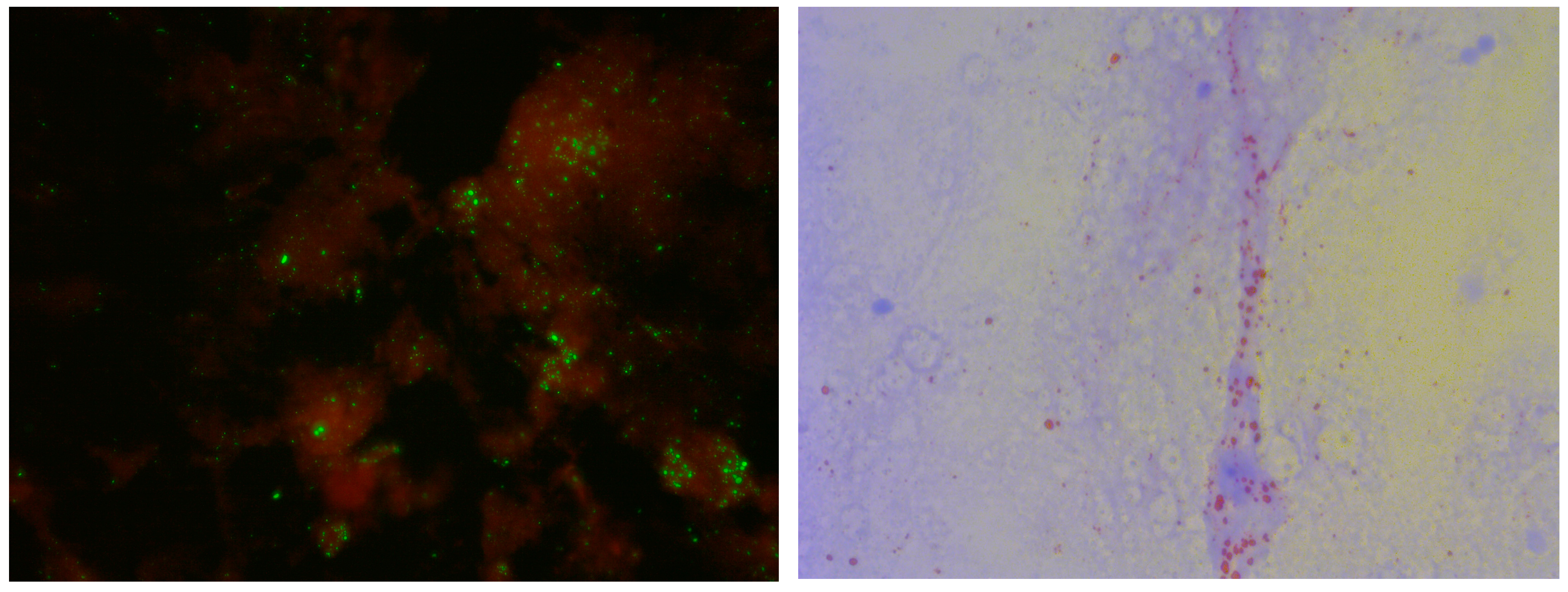 Vetsci 05 00024 g001b