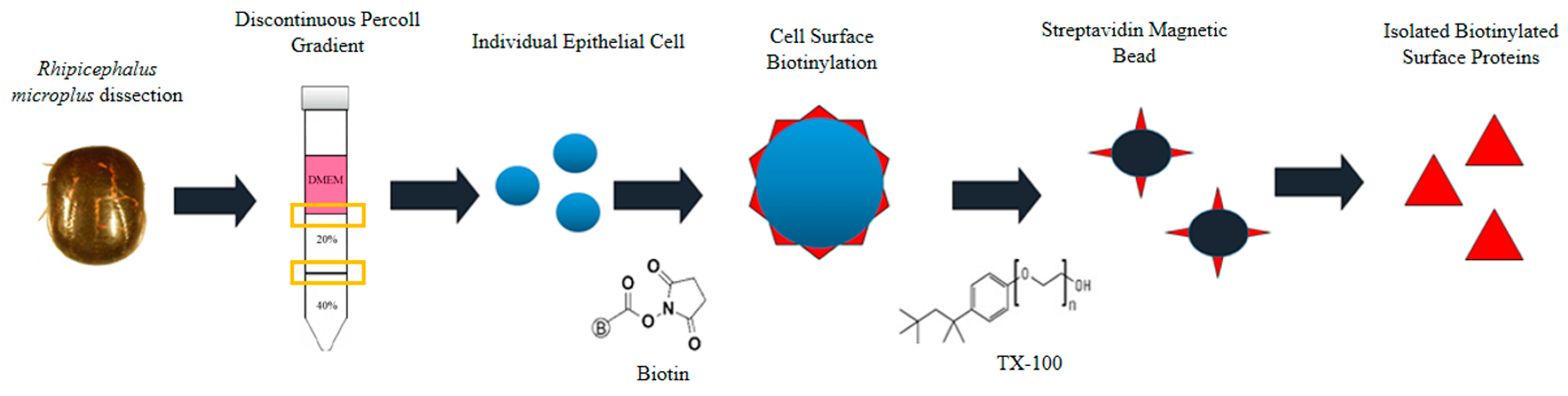 Vetsci 05 00030 g001