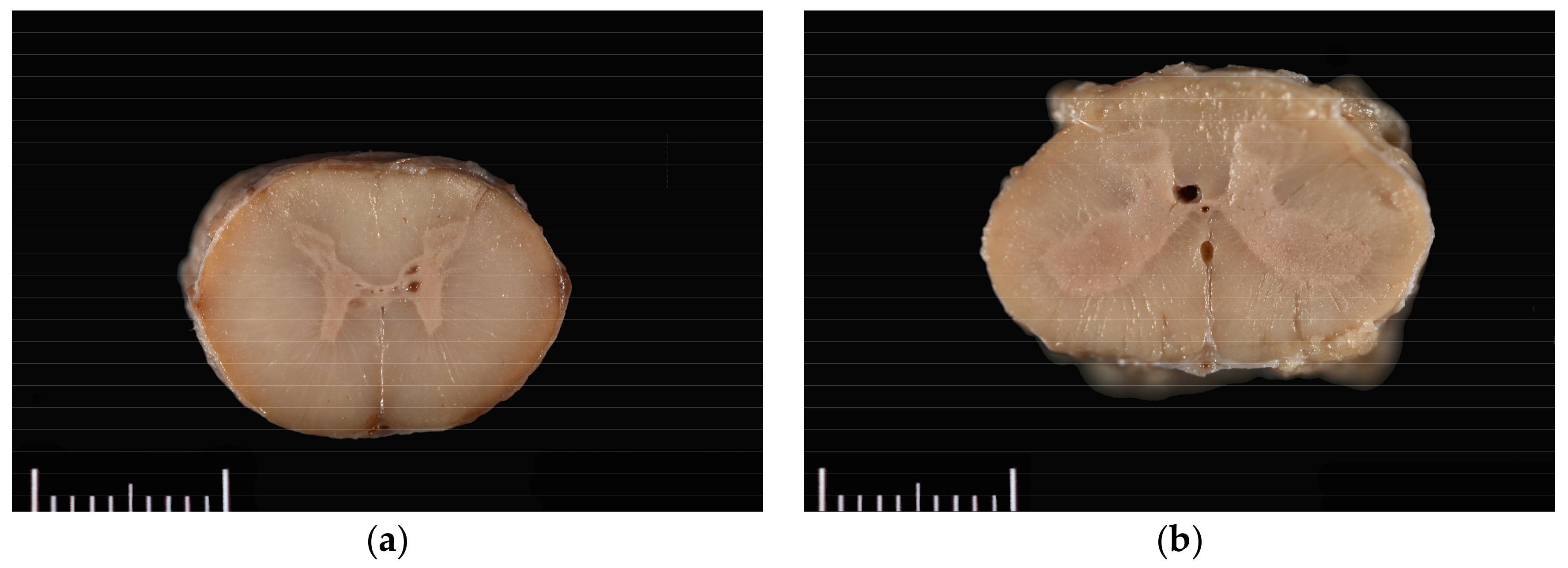 Vetsci 05 00039 g001