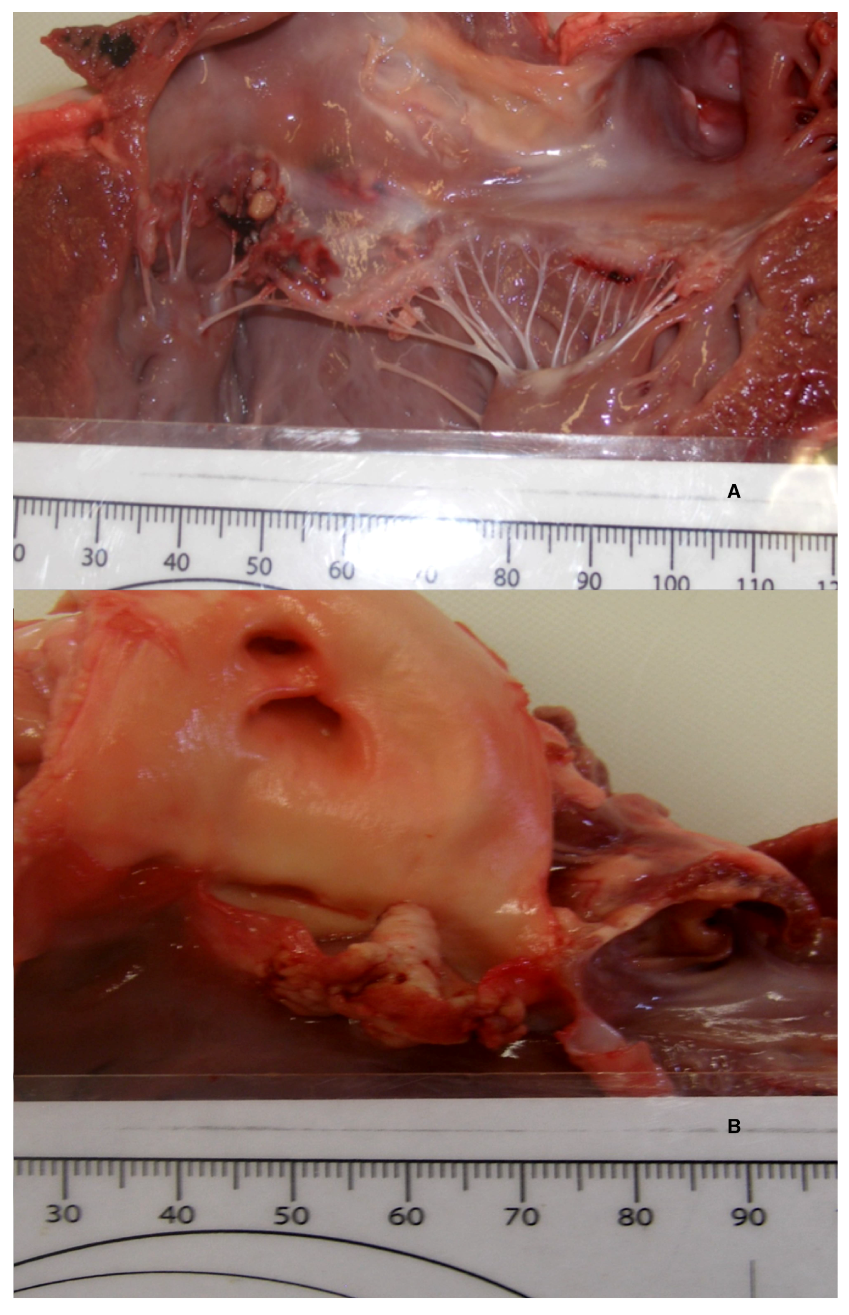 Vetsci 05 00064 g003 Vetsci 05 00064 g003