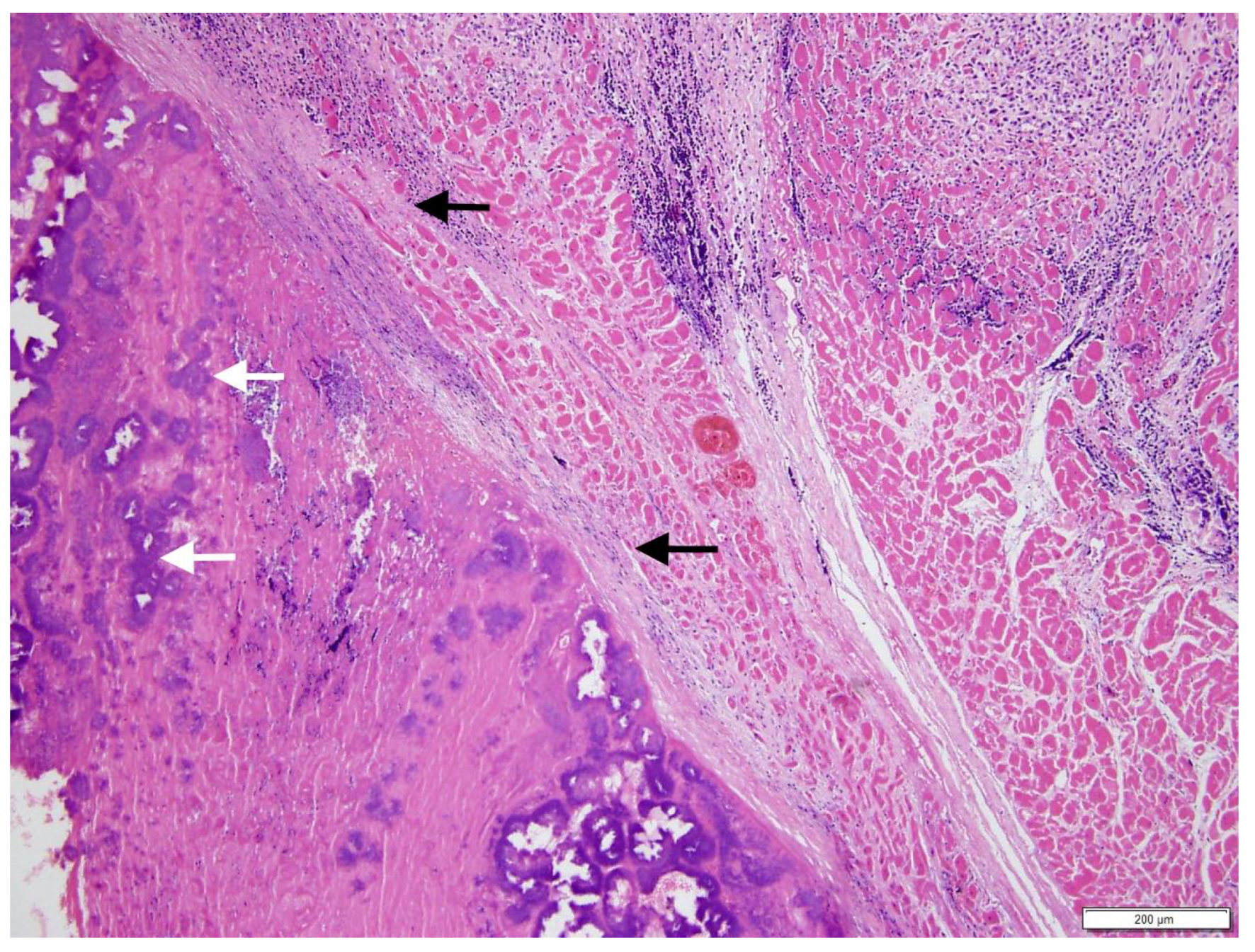 Vetsci 05 00064 g004 Vetsci 05 00064 g004