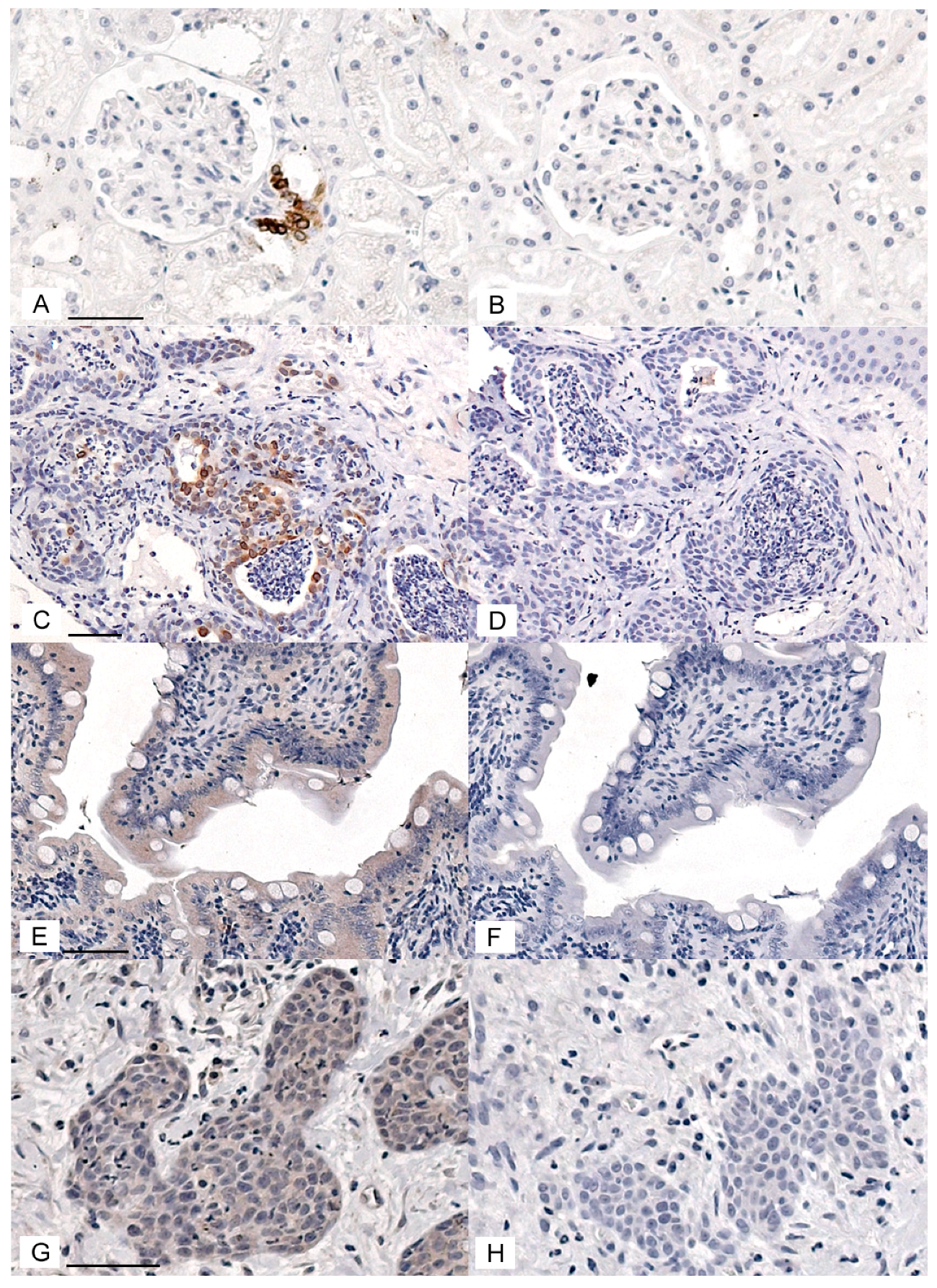 Vetsci 05 00072 g001 Vetsci 05 00072 g001