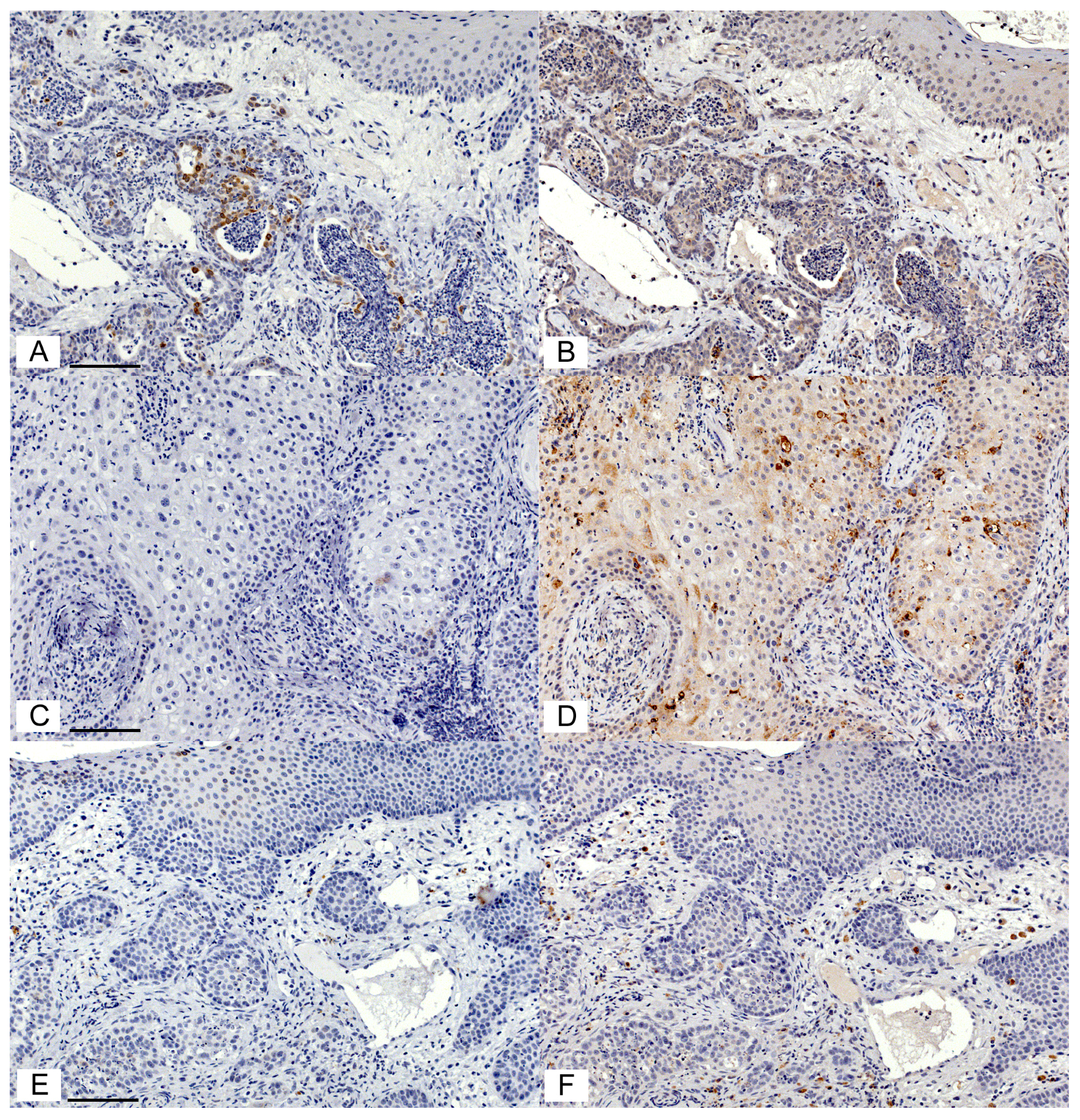 Vetsci 05 00072 g002 Vetsci 05 00072 g002