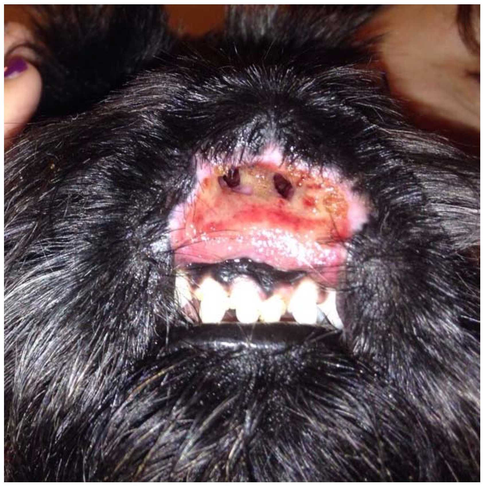 Vetsci 05 00073 g001