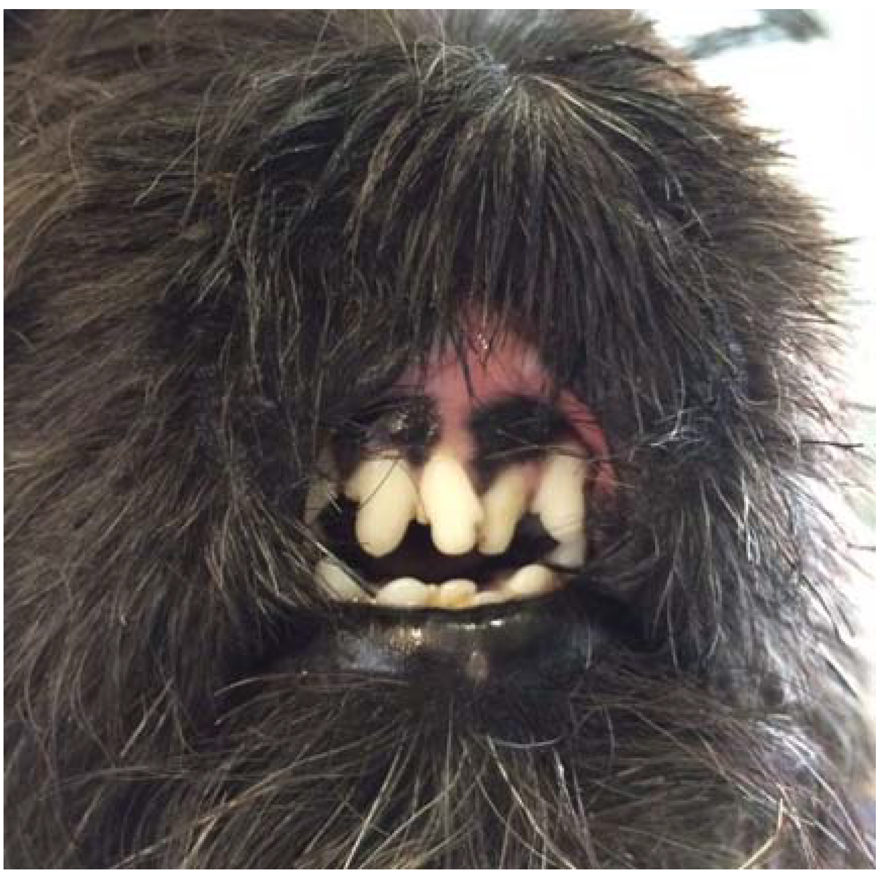 Vetsci 05 00073 g003