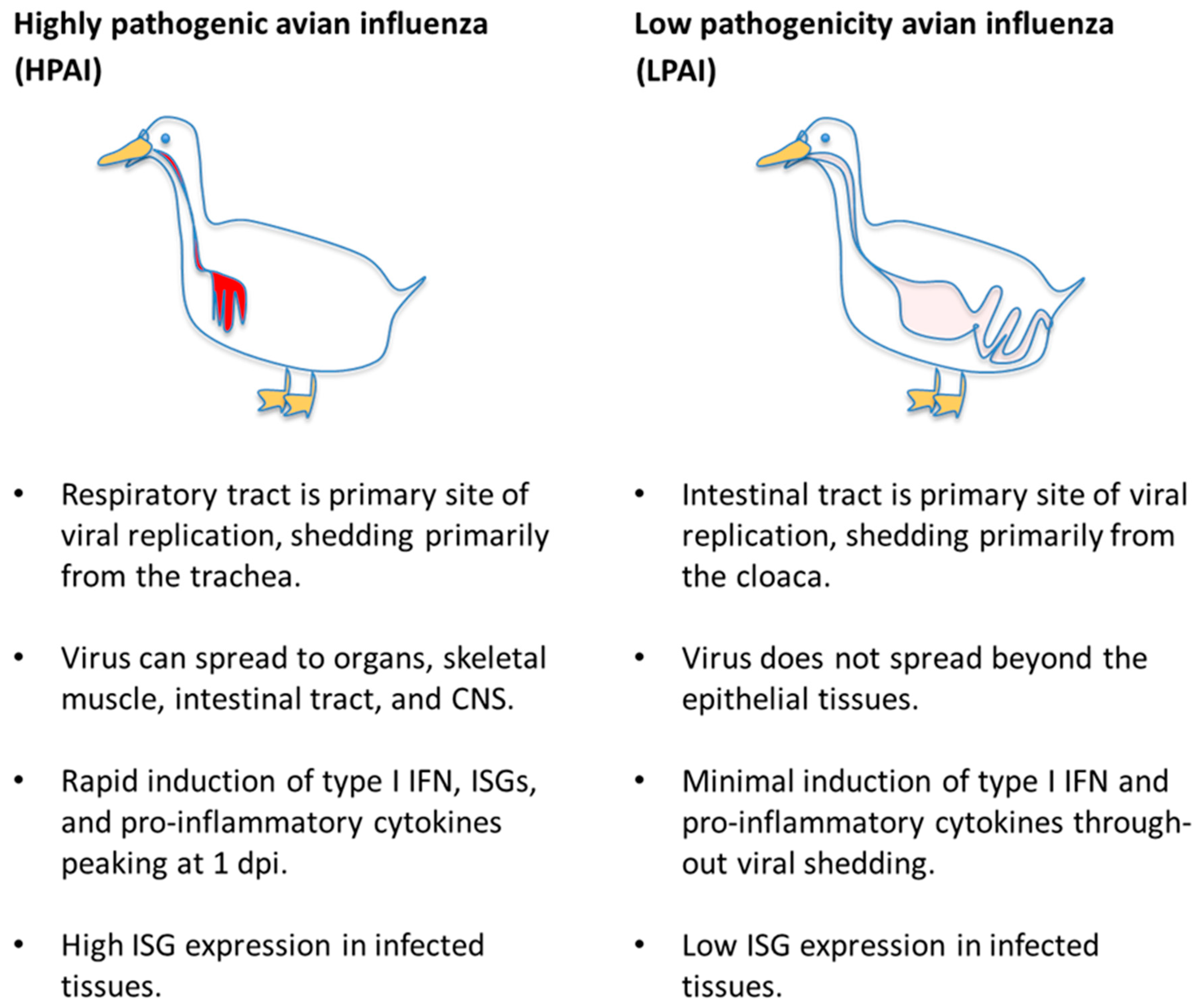 Vetsci 06 00005 g001 Vetsci 06 00005 g001