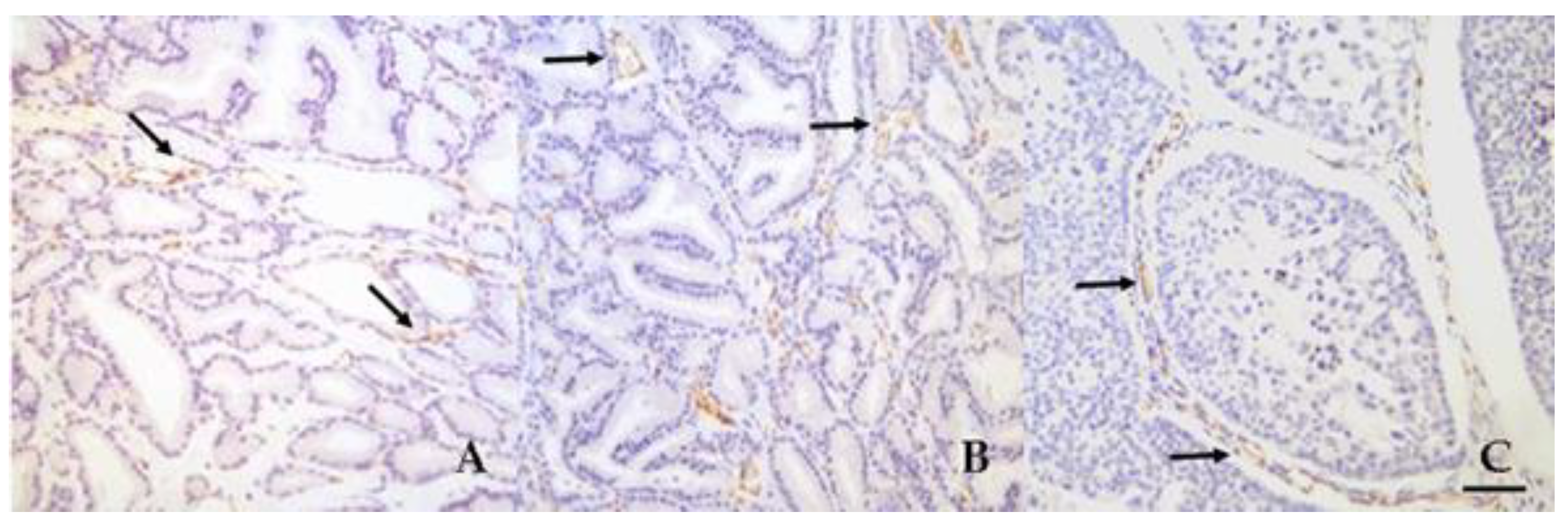 Vetsci 06 00016 g004 Vetsci 06 00016 g004