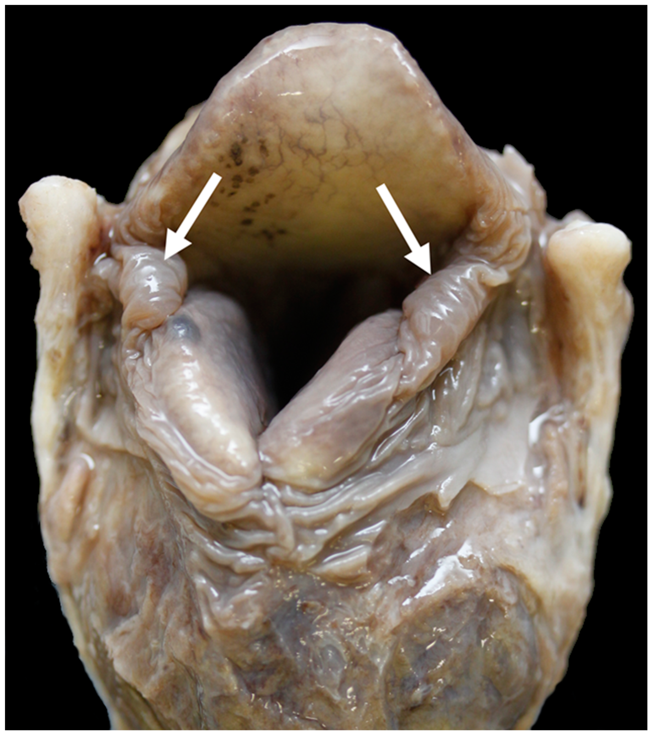 Vetsci 06 00021 g013