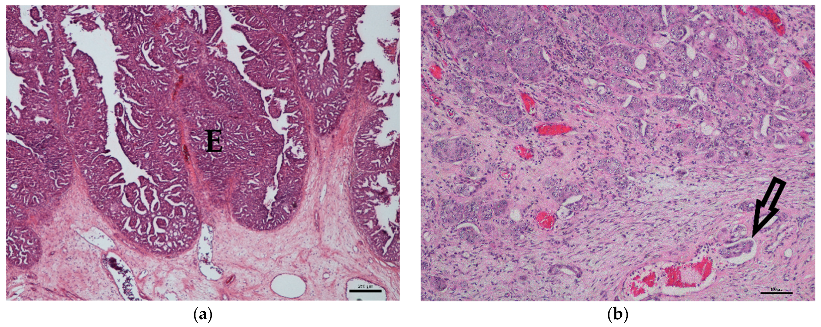 Vetsci 06 00031 g001