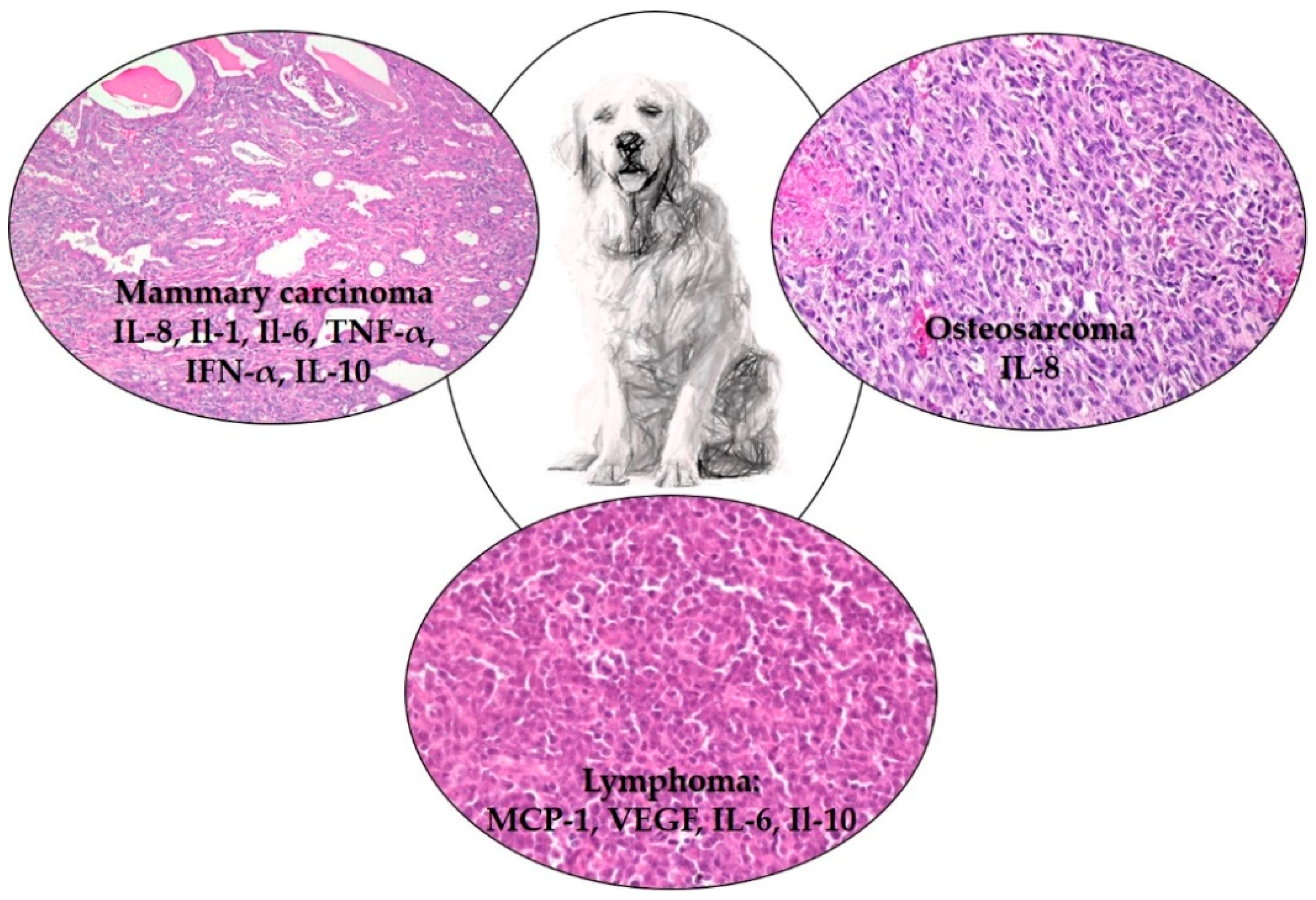 Vetsci 06 00037 g001