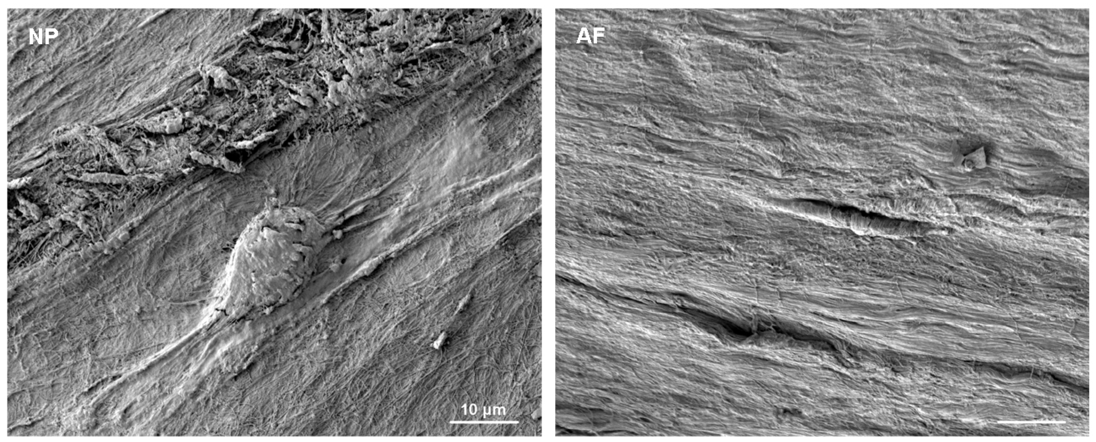 Vetsci 06 00042 g001 Vetsci 06 00042 g001