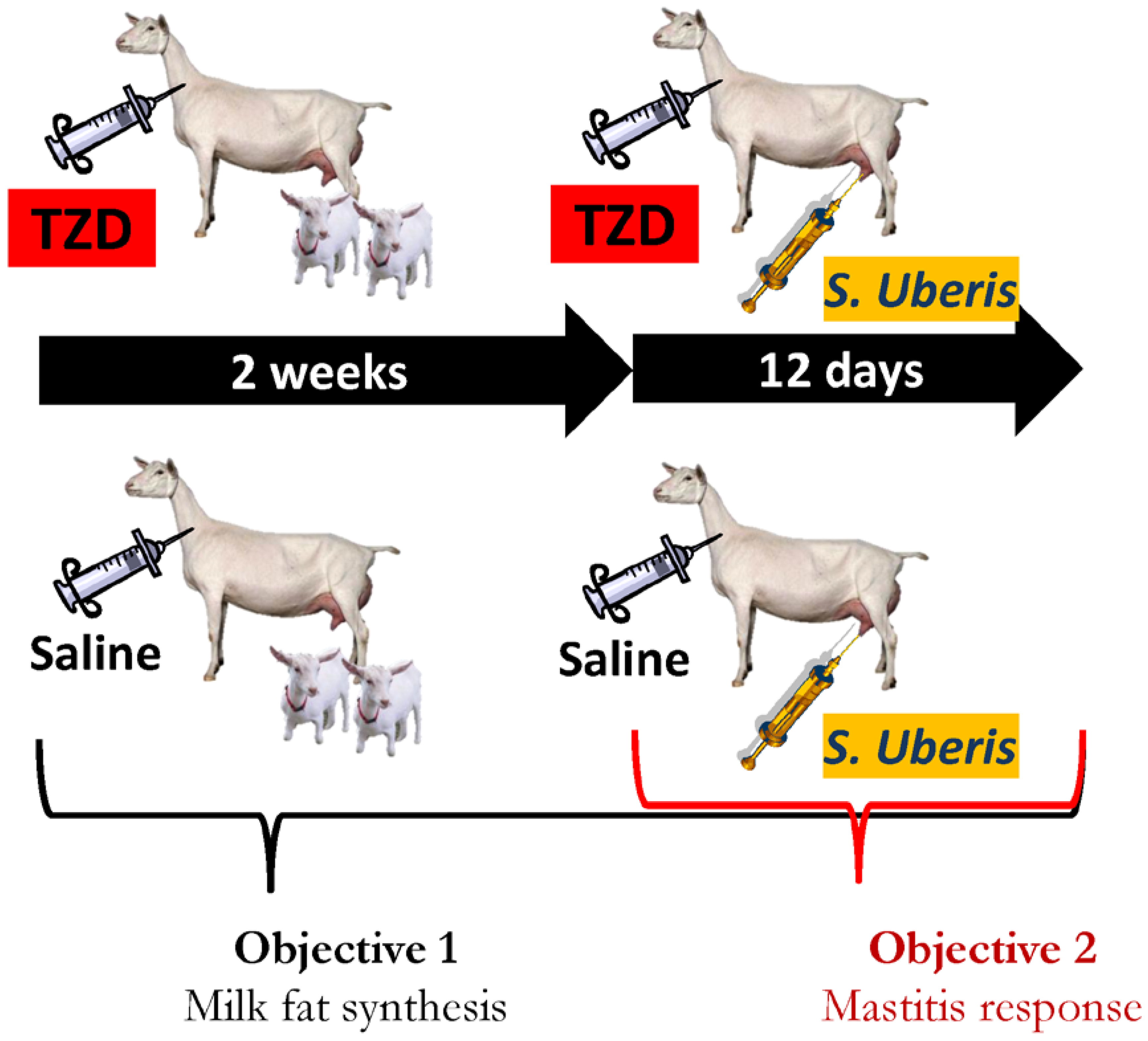 Vetsci 06 00045 g001