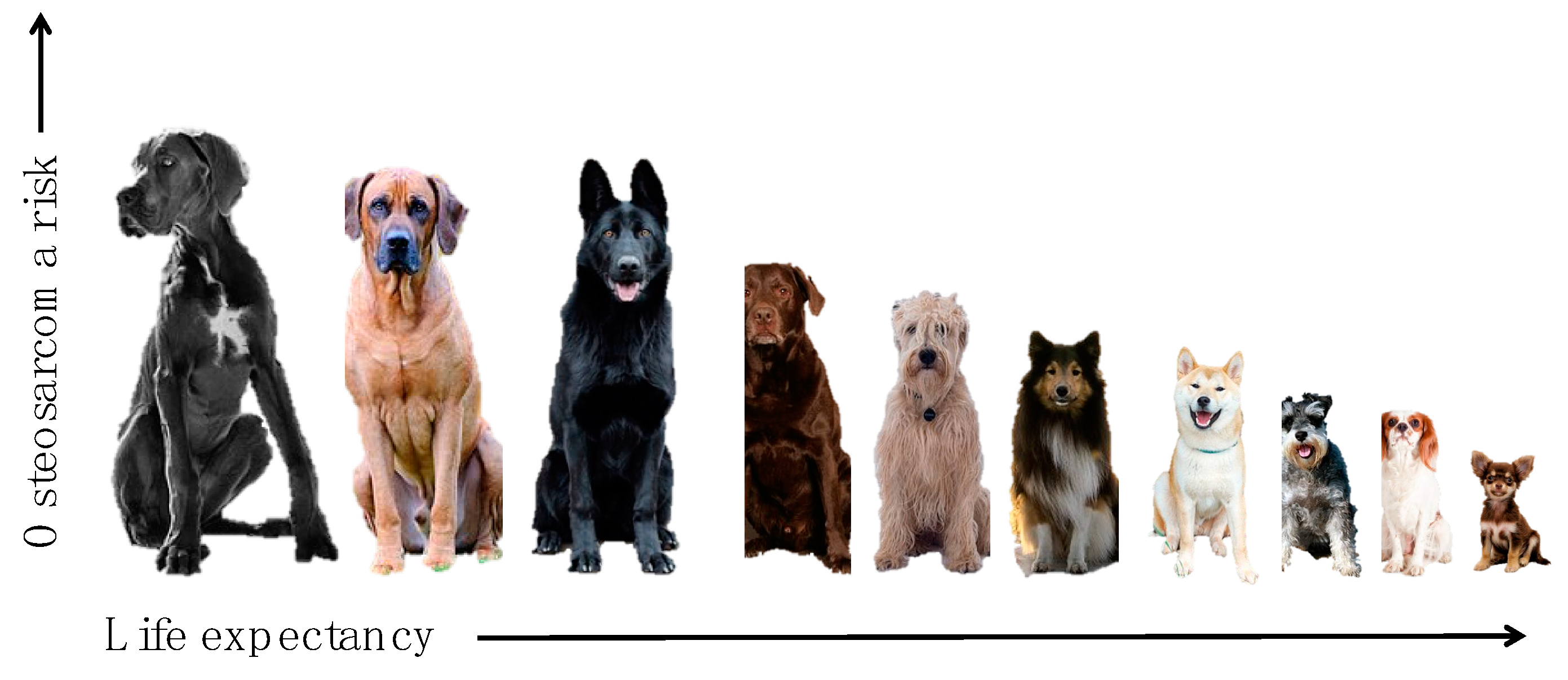 Vetsci 06 00048 g004 Vetsci 06 00048 g004