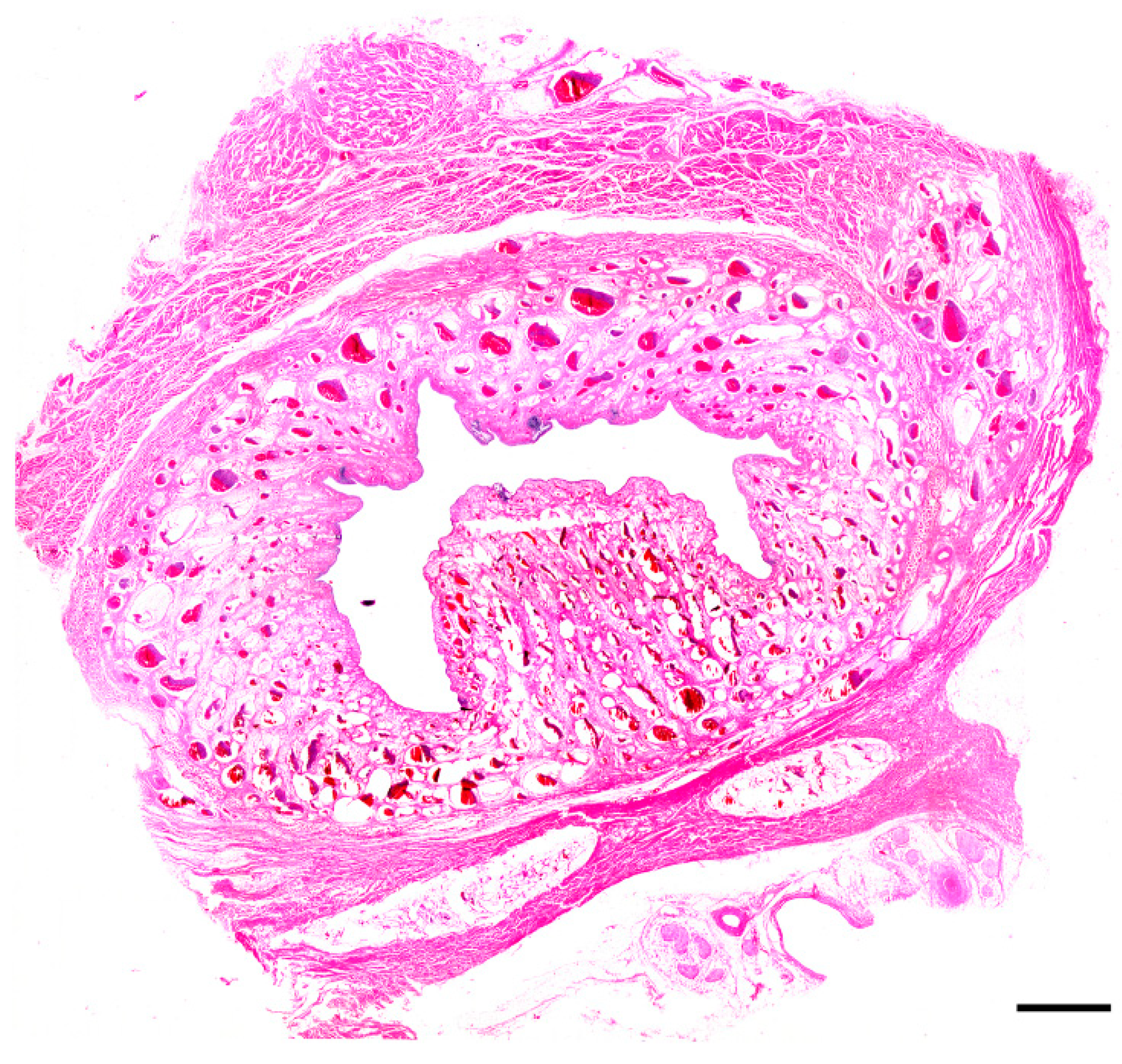 Vetsci 06 00050 g001