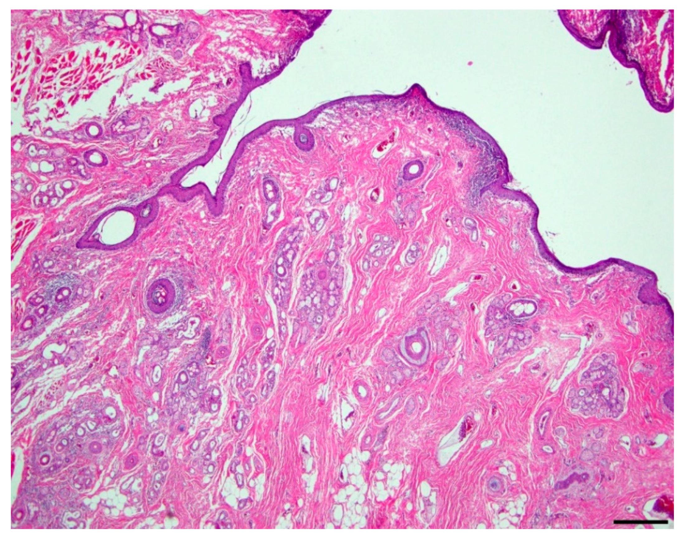Vetsci 06 00050 g002