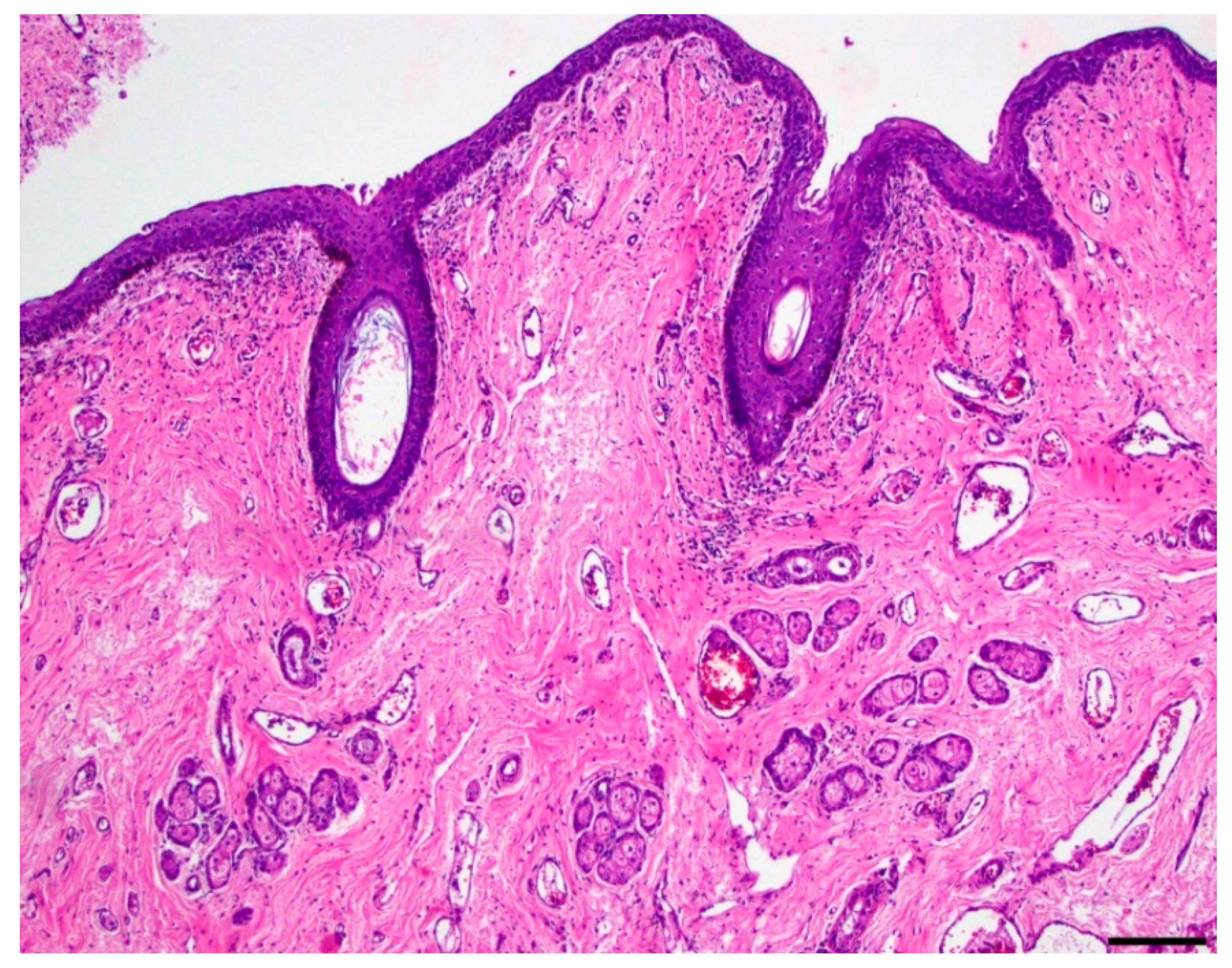 Vetsci 06 00050 g003
