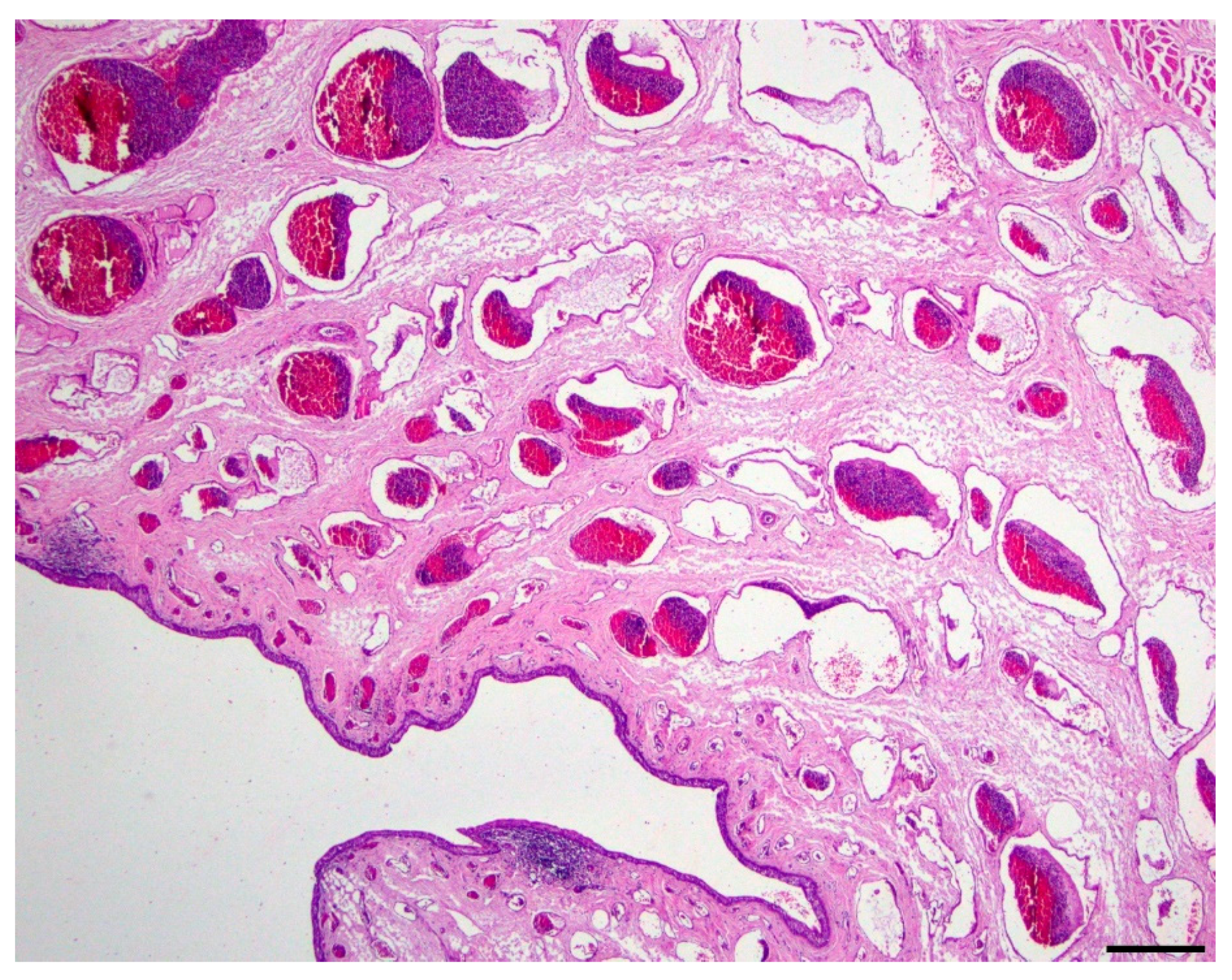 Vetsci 06 00050 g004