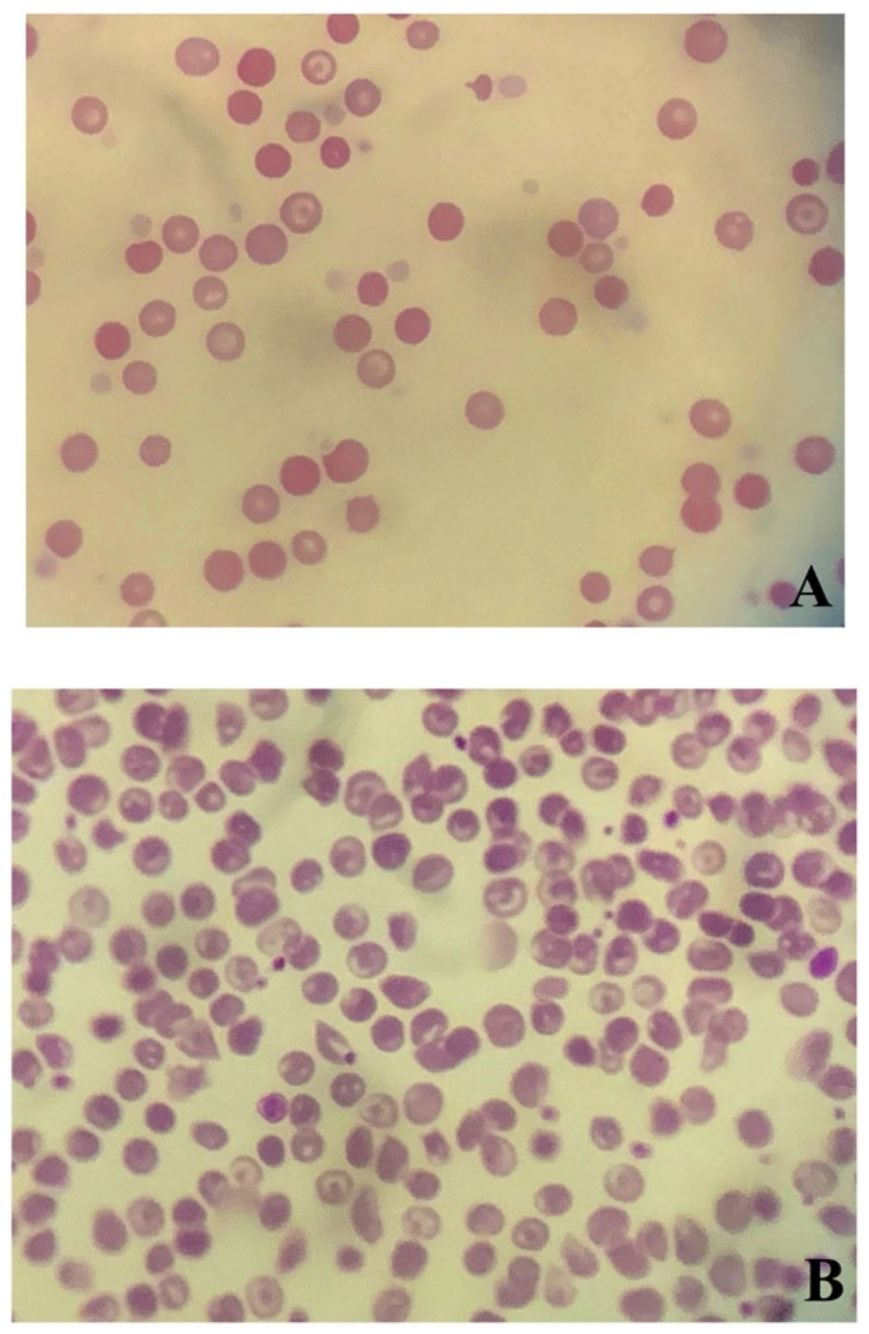 Vetsci 06 00055 g001