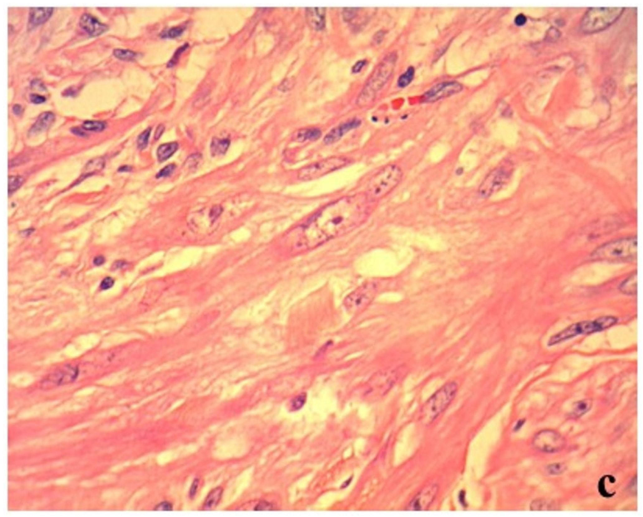 Vetsci 06 00055 g002b