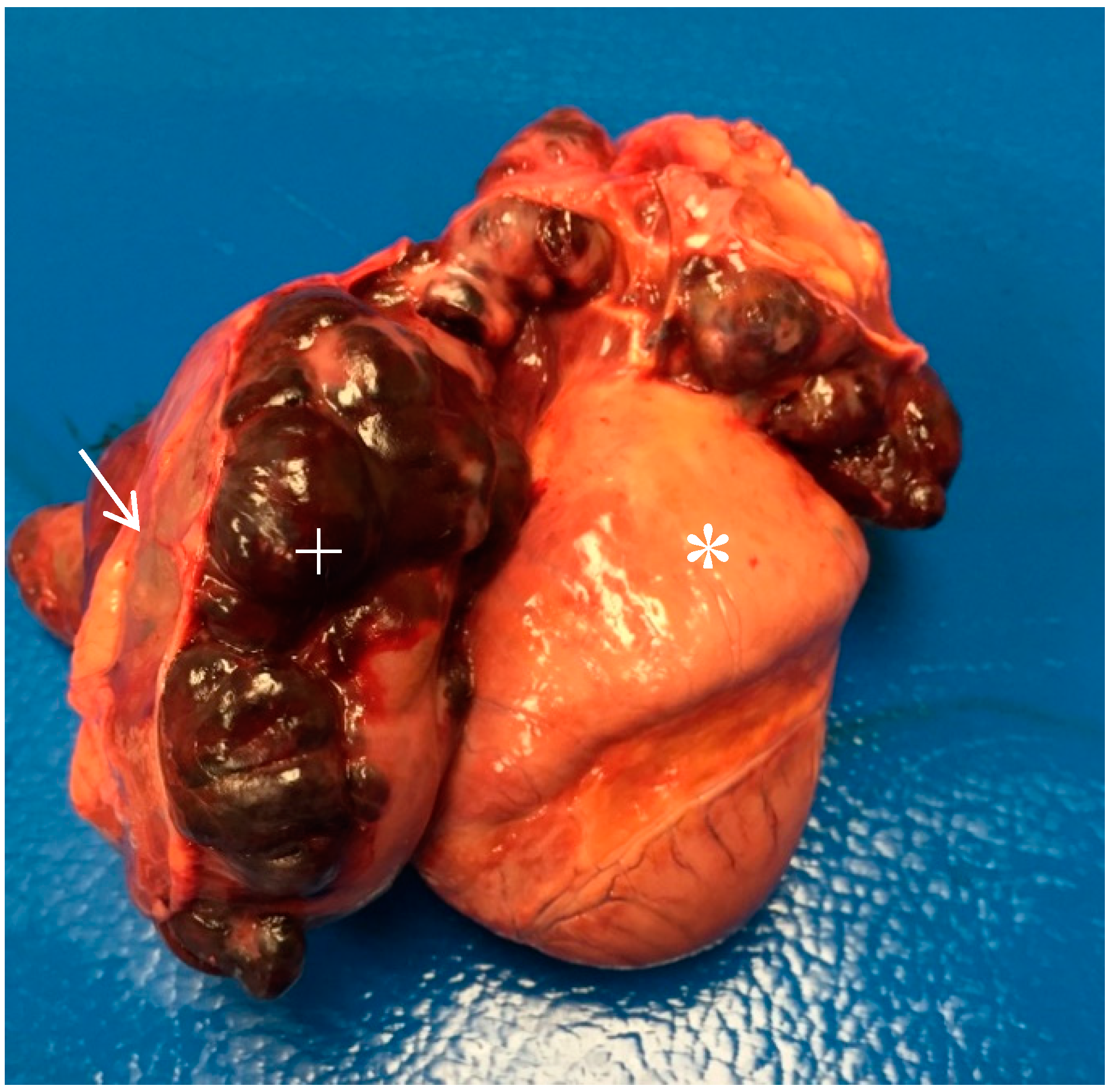 Vetsci 06 00065 g002