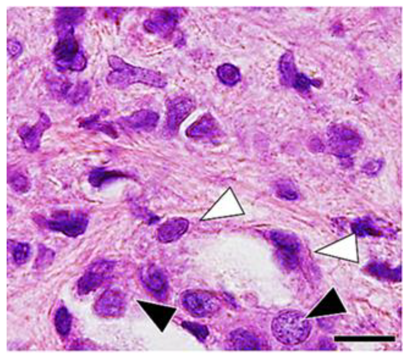 Vetsci 06 00070 g004 Vetsci 06 00070 g004