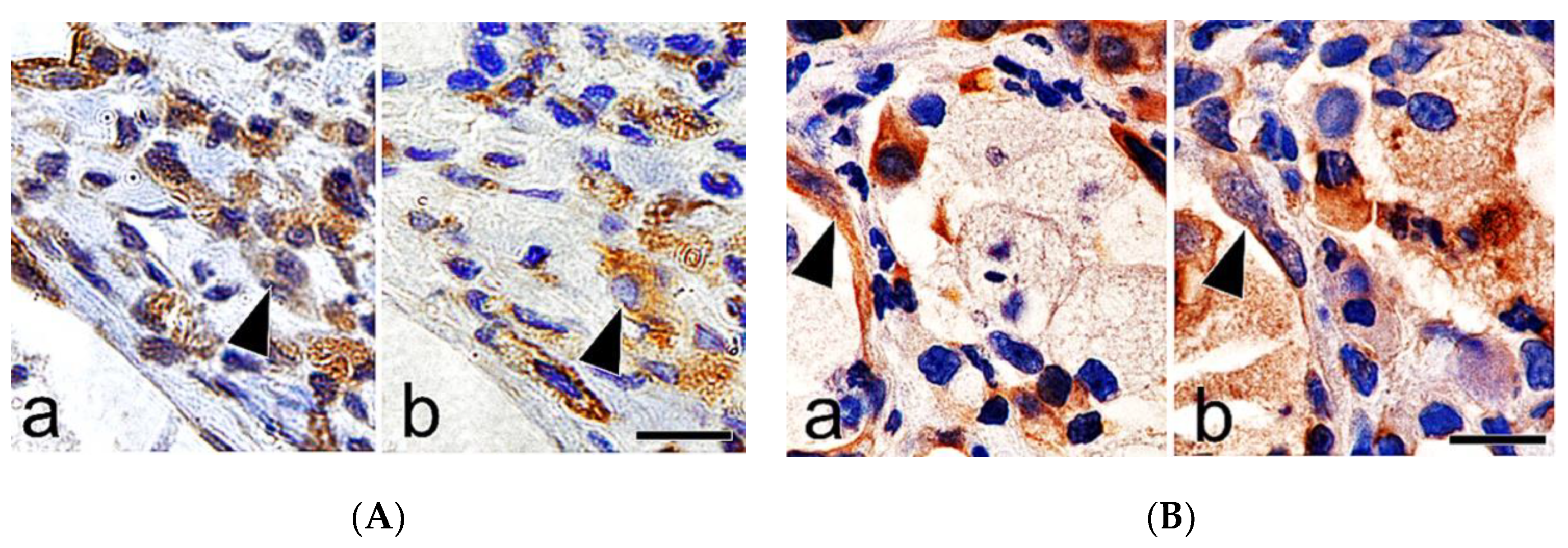 Vetsci 06 00070 g008 Vetsci 06 00070 g008
