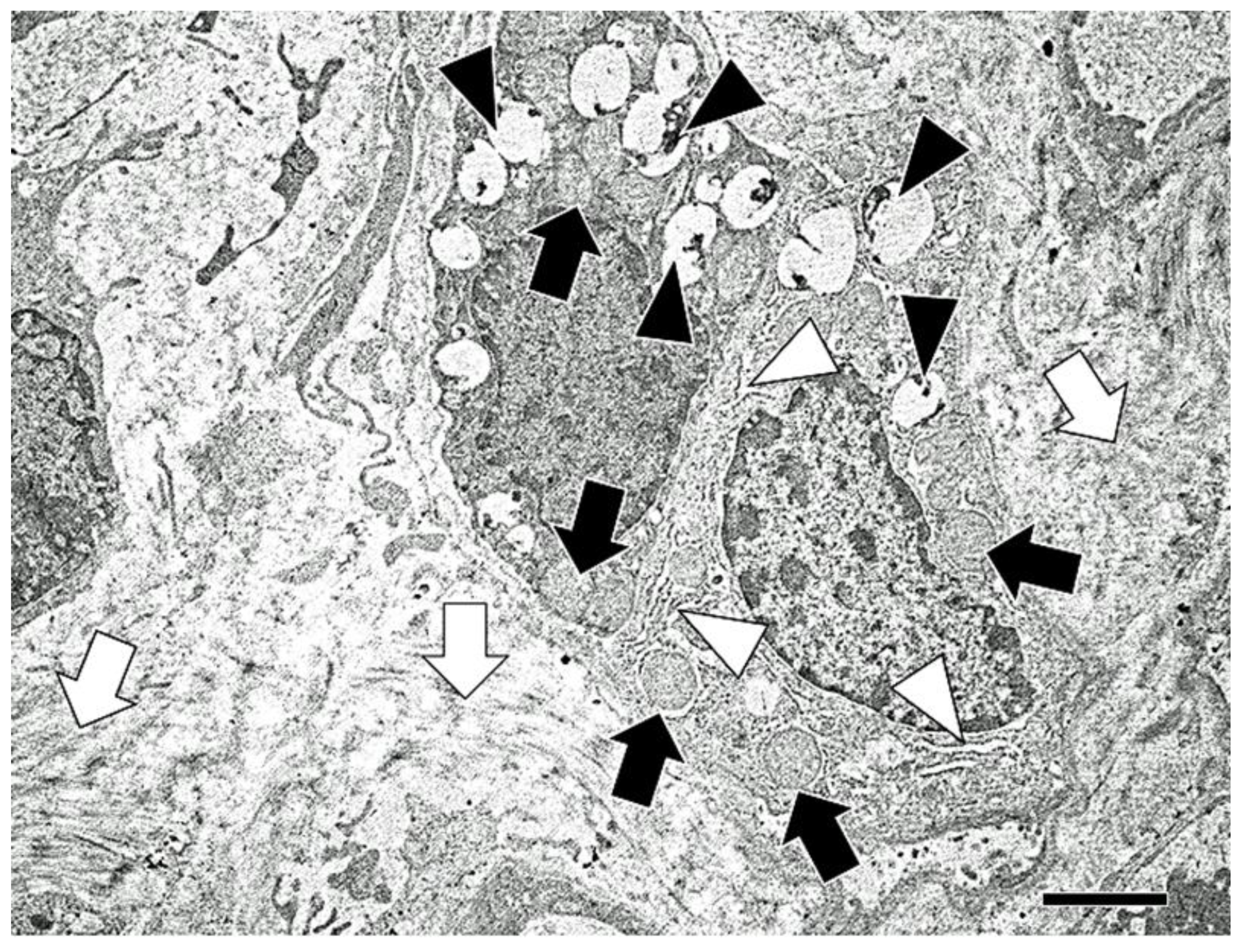Vetsci 06 00070 g009 Vetsci 06 00070 g009