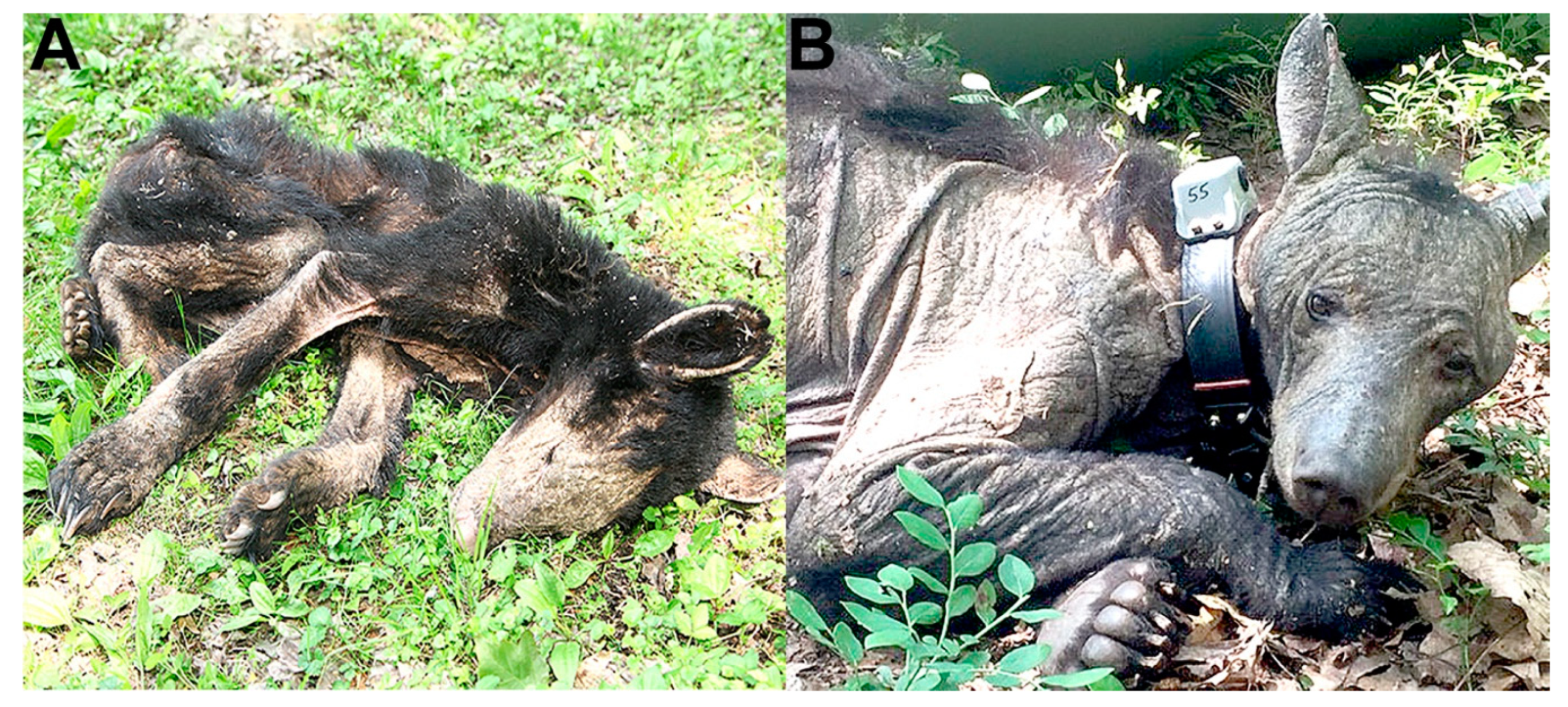 Vetsci 06 00075 g001