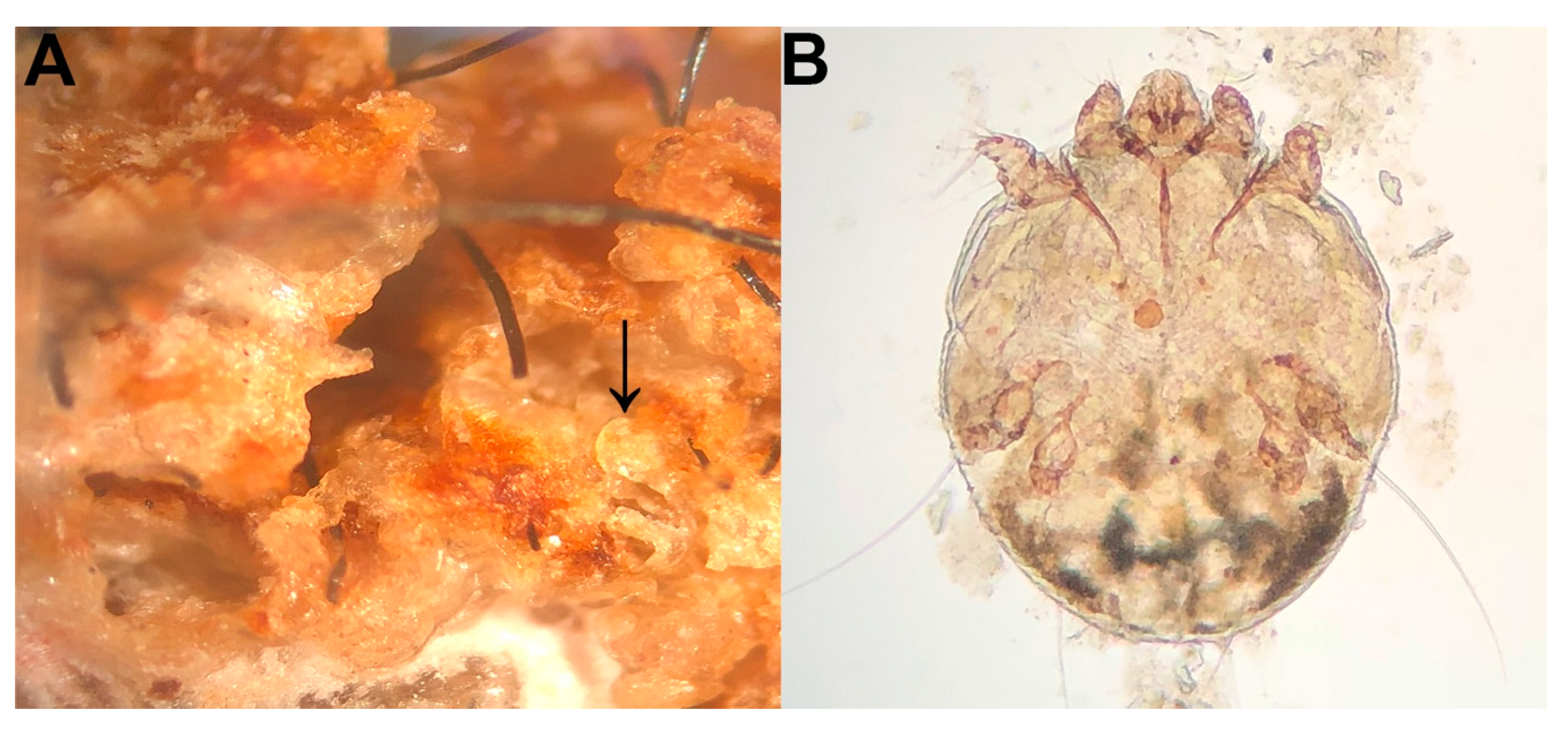 Vetsci 06 00075 g002