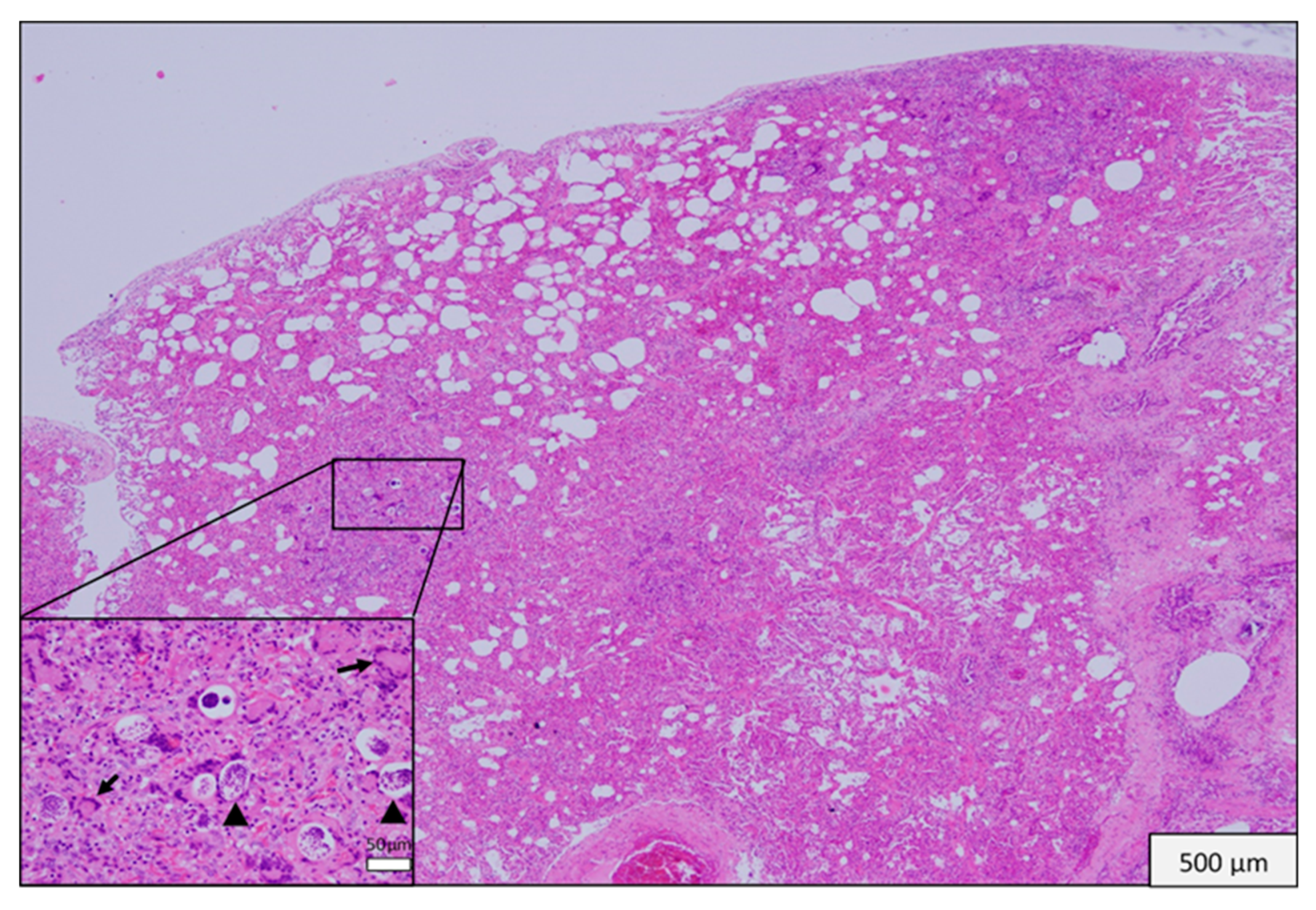 Vetsci 06 00085 g001