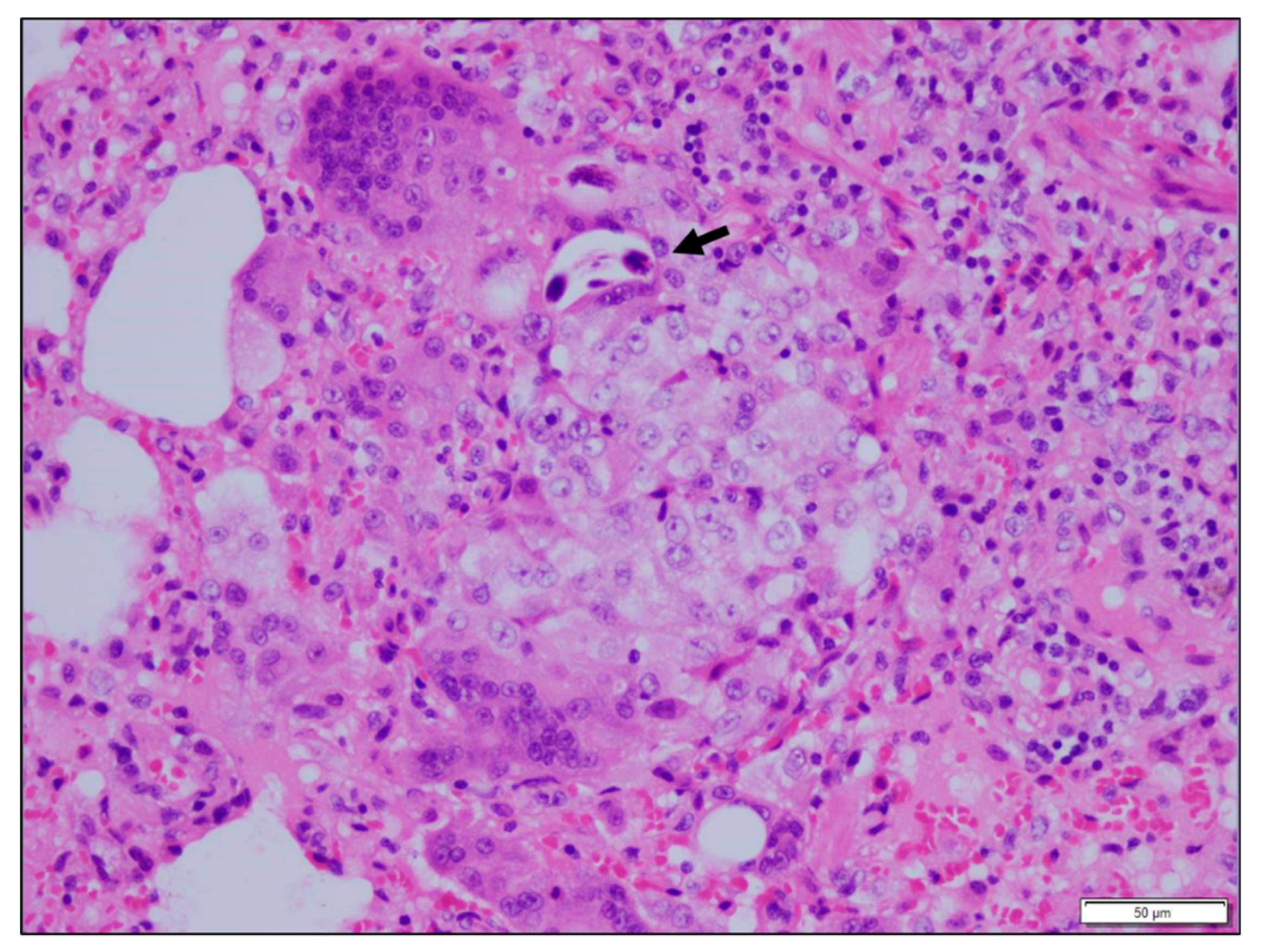 Vetsci 06 00085 g002