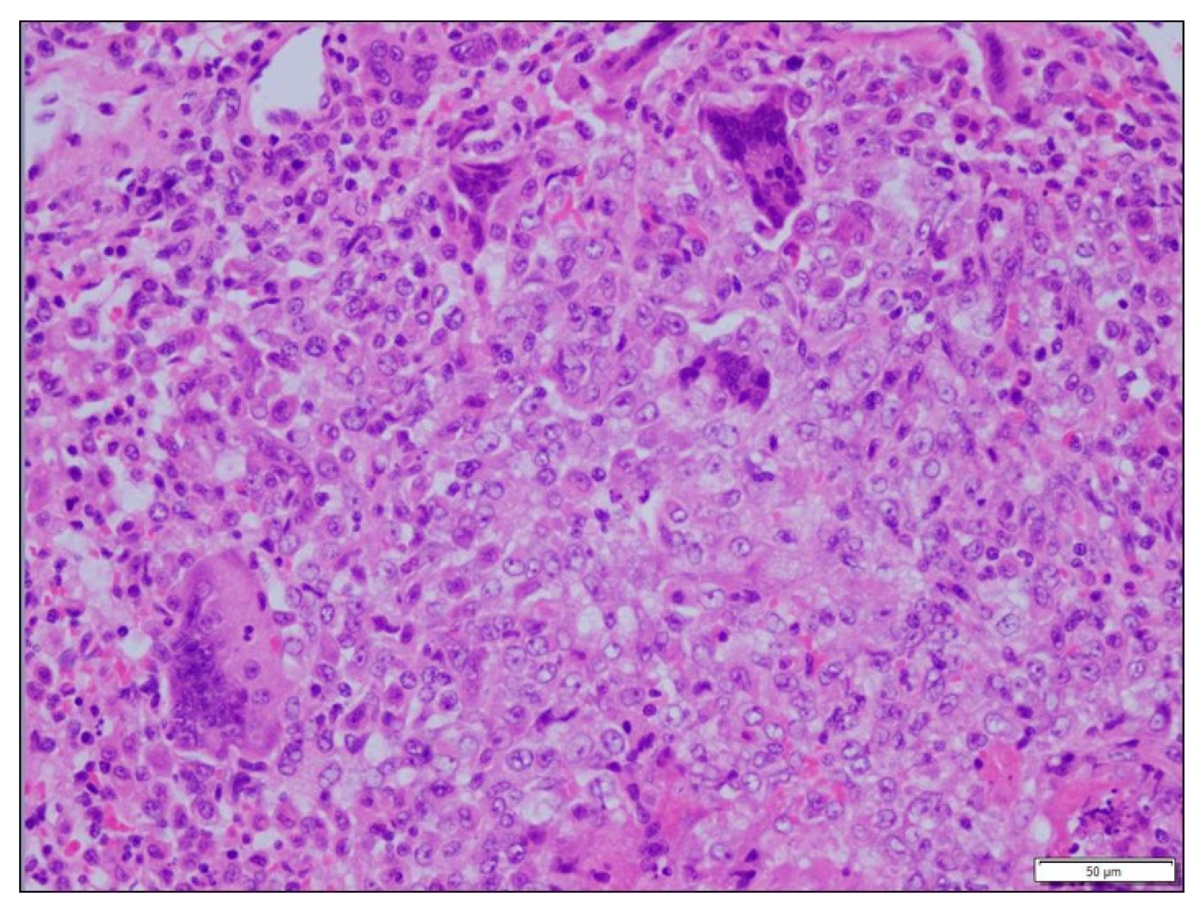 Vetsci 06 00085 g003