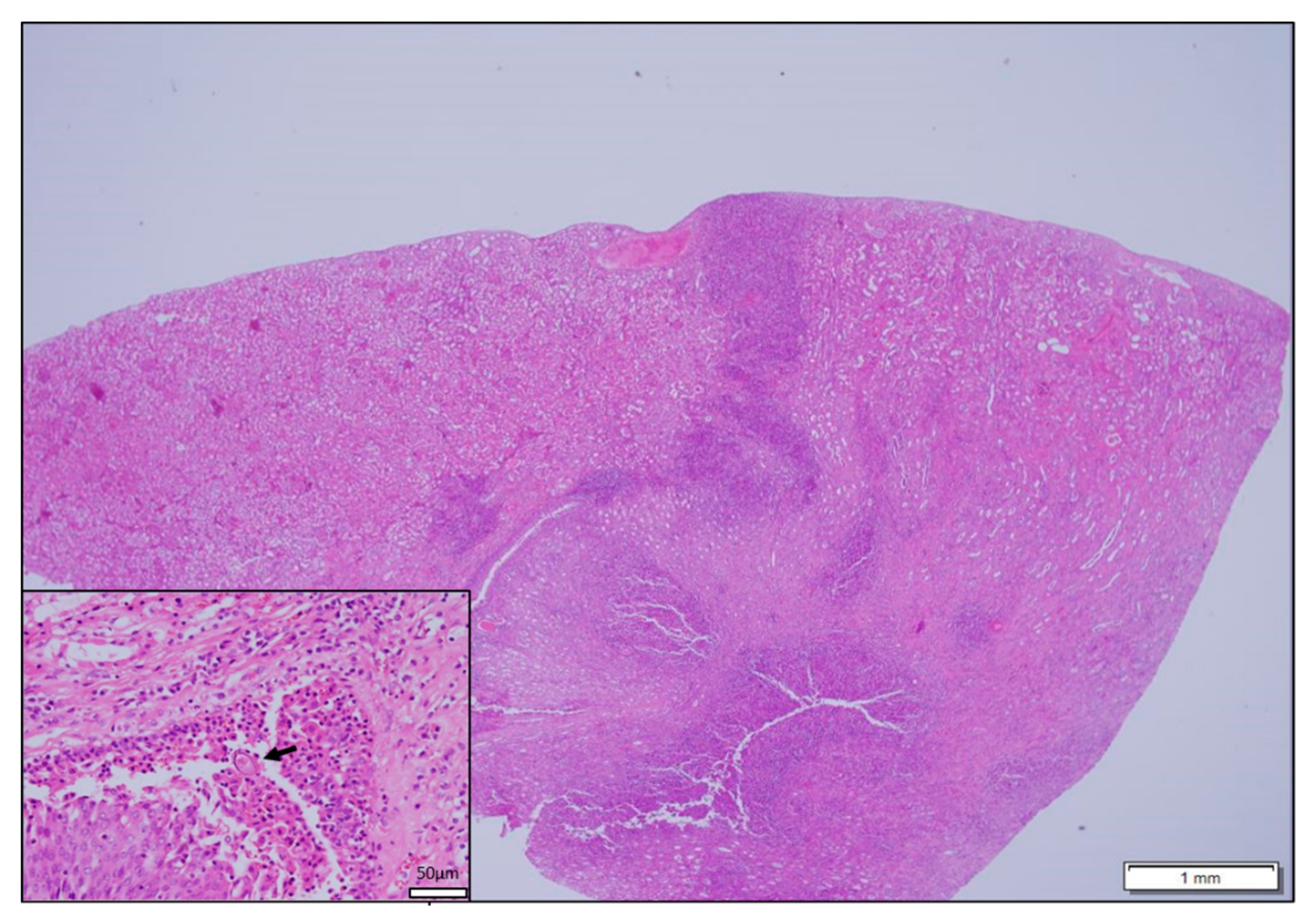 Vetsci 06 00085 g004