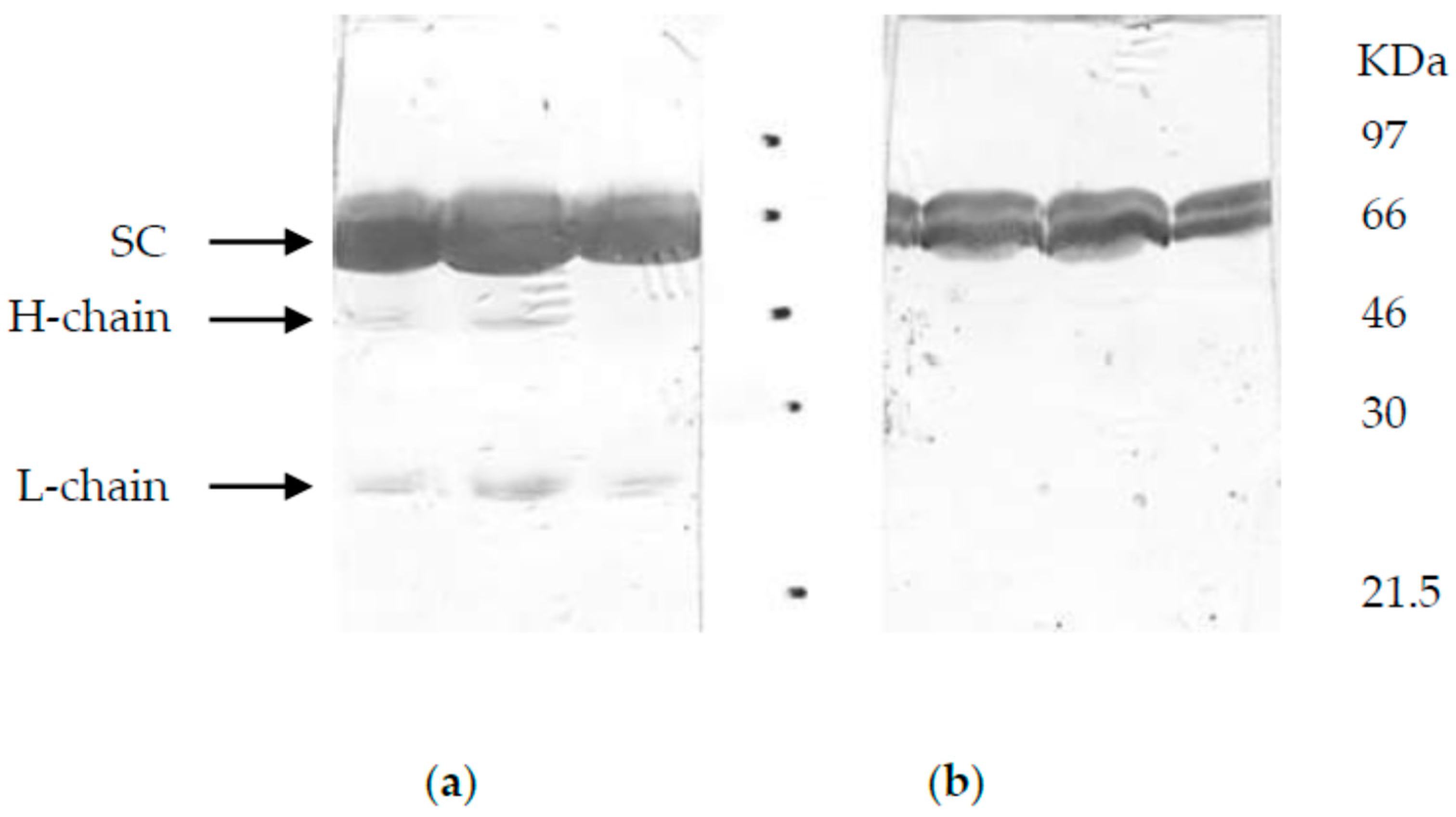 Vetsci 06 00089 g001