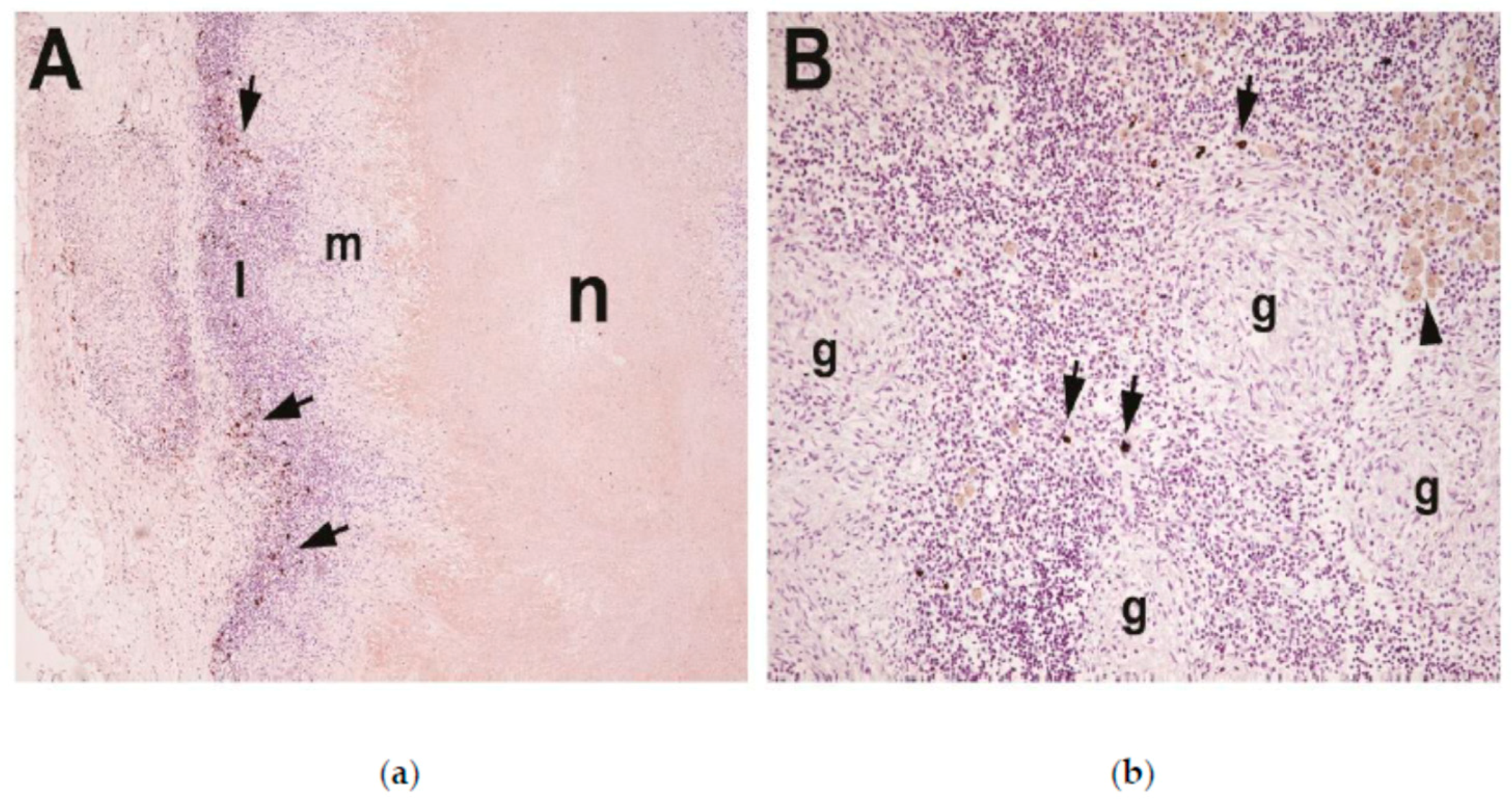 Vetsci 06 00089 g005