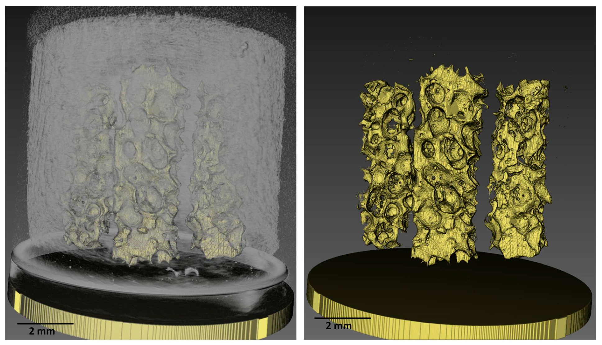 Vetsci 06 00090 g004