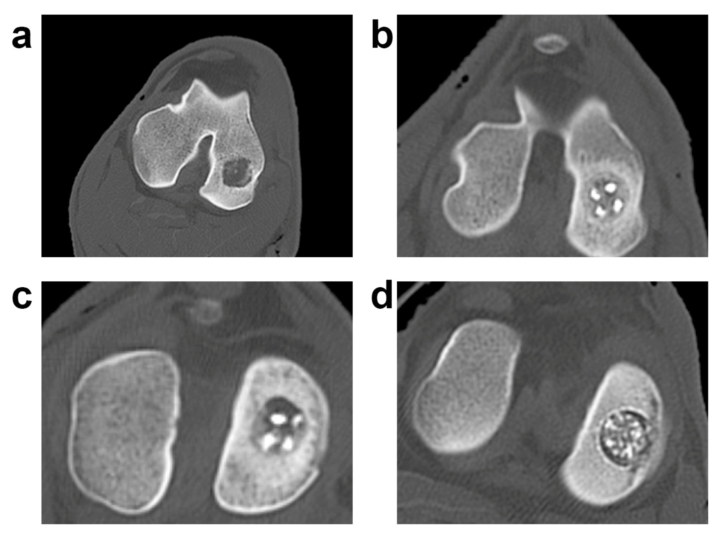 Vetsci 06 00090 g006