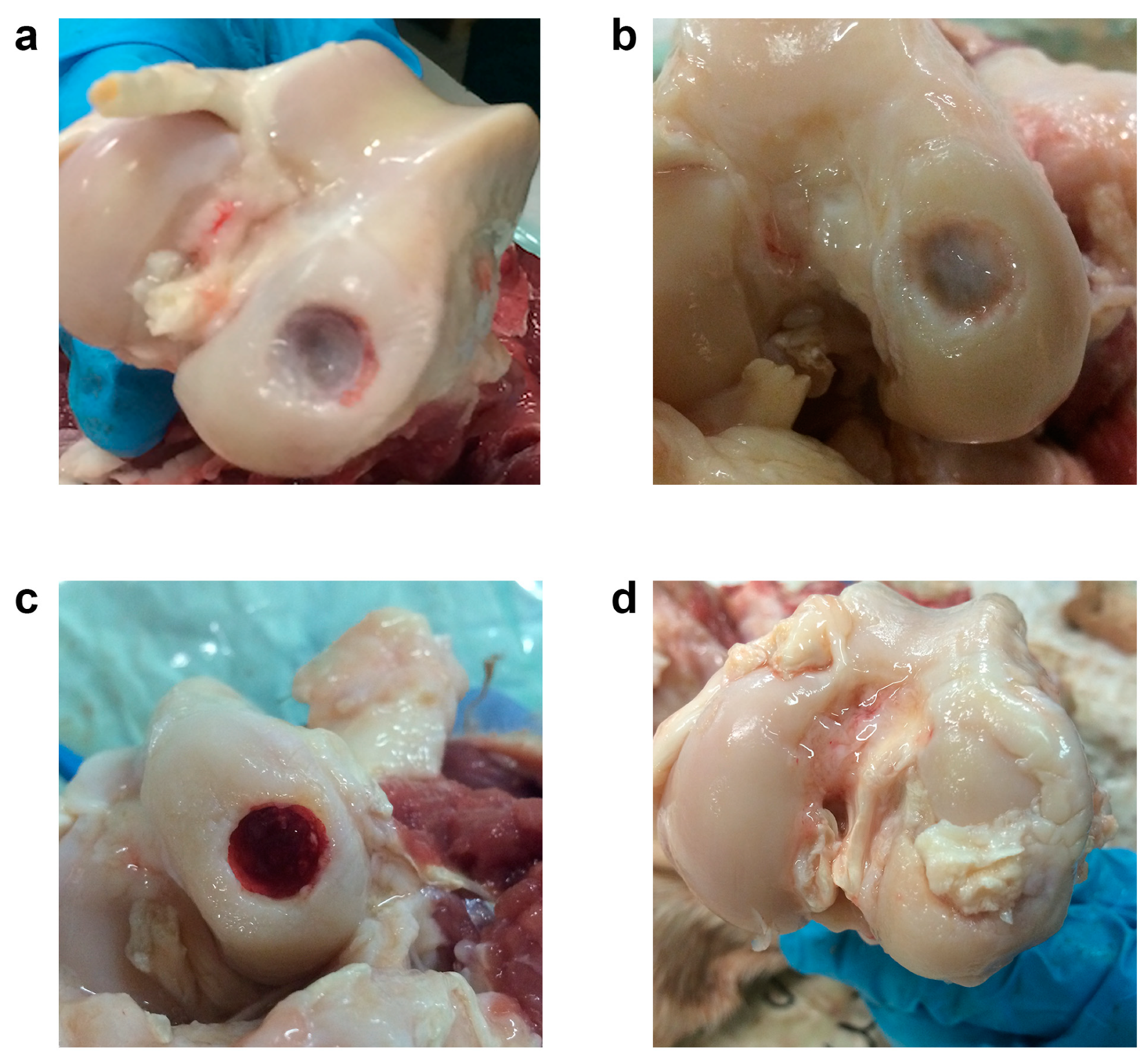 Vetsci 06 00090 g007