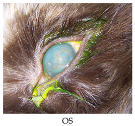 Vetsci 06 00103 i001