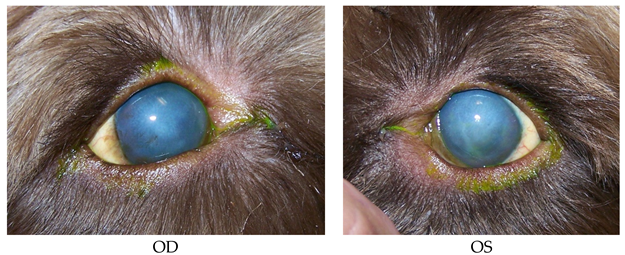 Vetsci 06 00103 i002