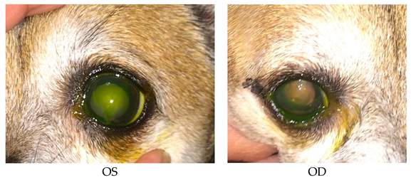 Vetsci 06 00103 i003