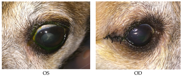 Vetsci 06 00103 i004