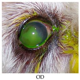 Vetsci 06 00103 i006