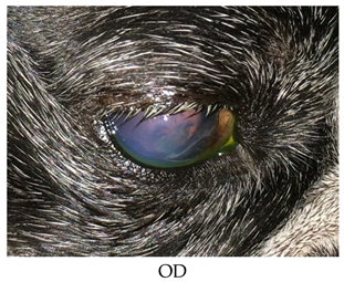 Vetsci 06 00103 i007