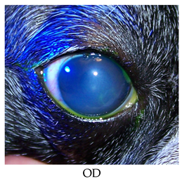 Vetsci 06 00103 i008