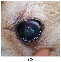 Vetsci 06 00103 i009